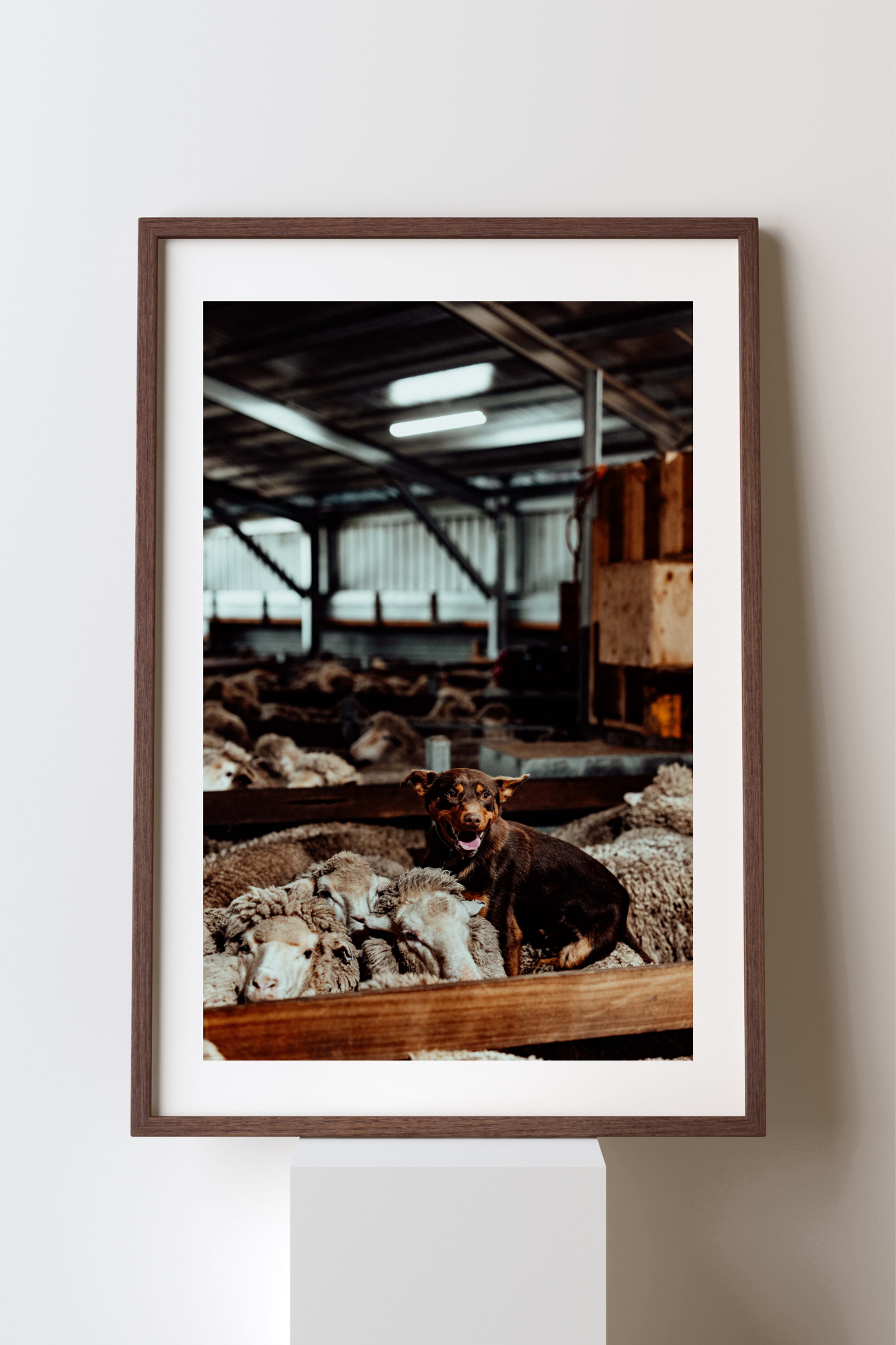 Top of the Mob Photographic Print