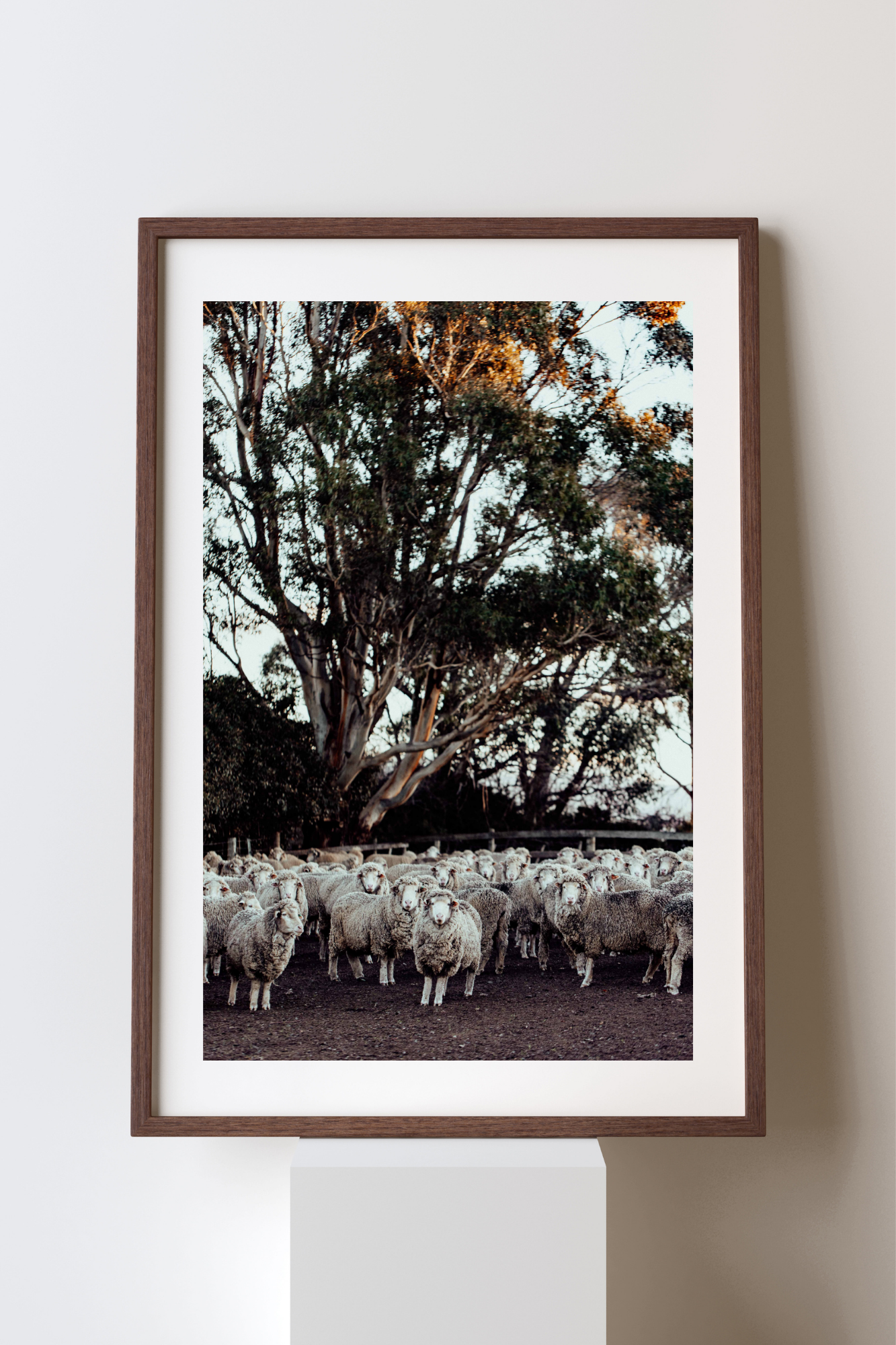 In the Holding Yard I Photographic Print