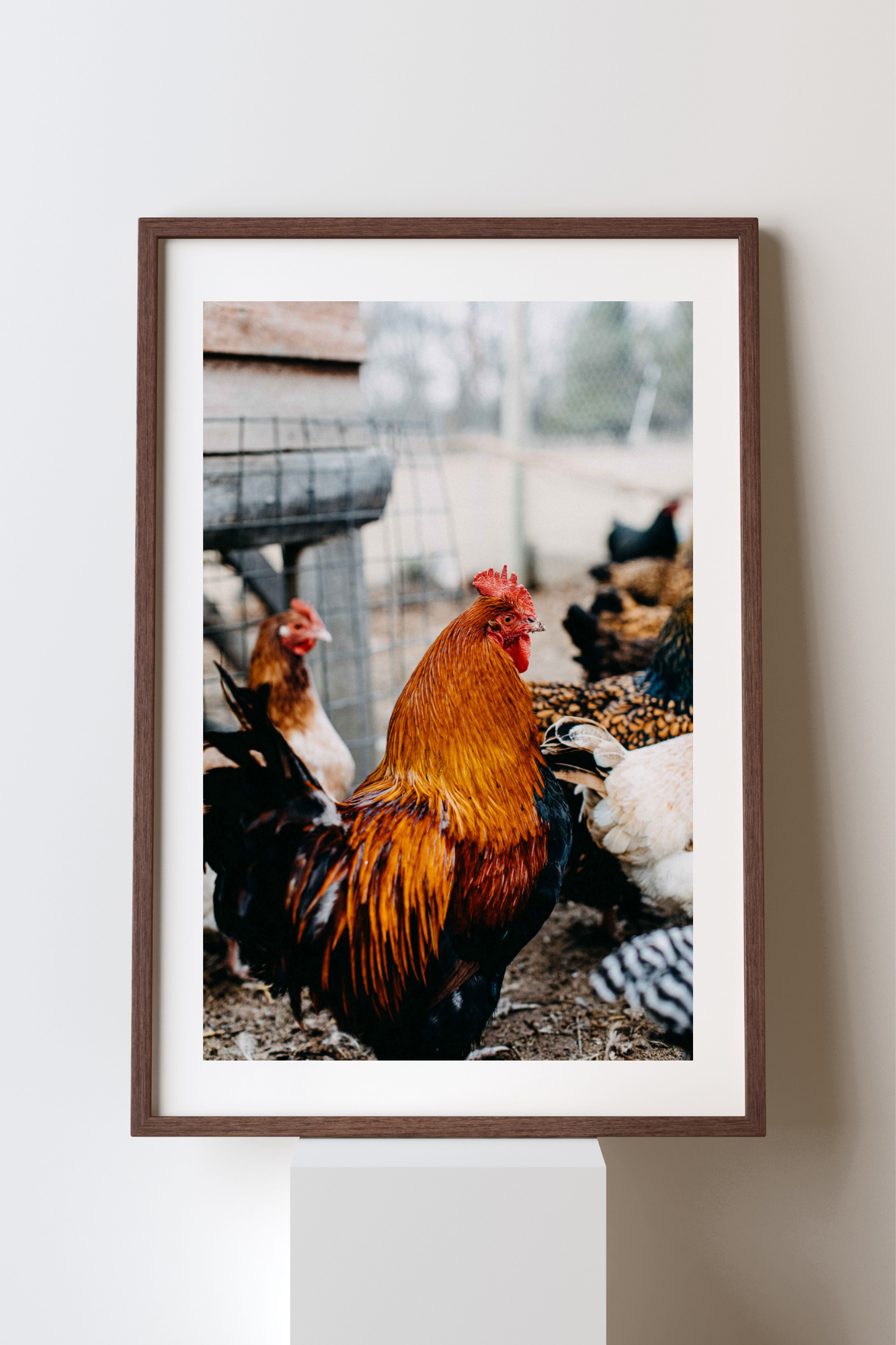 A Brood of Hens III Photographic Print