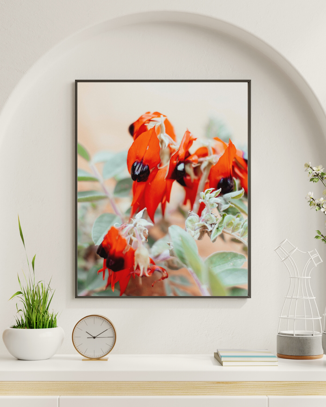 Australian Sturt Desert Pea Flower I Photographic Print