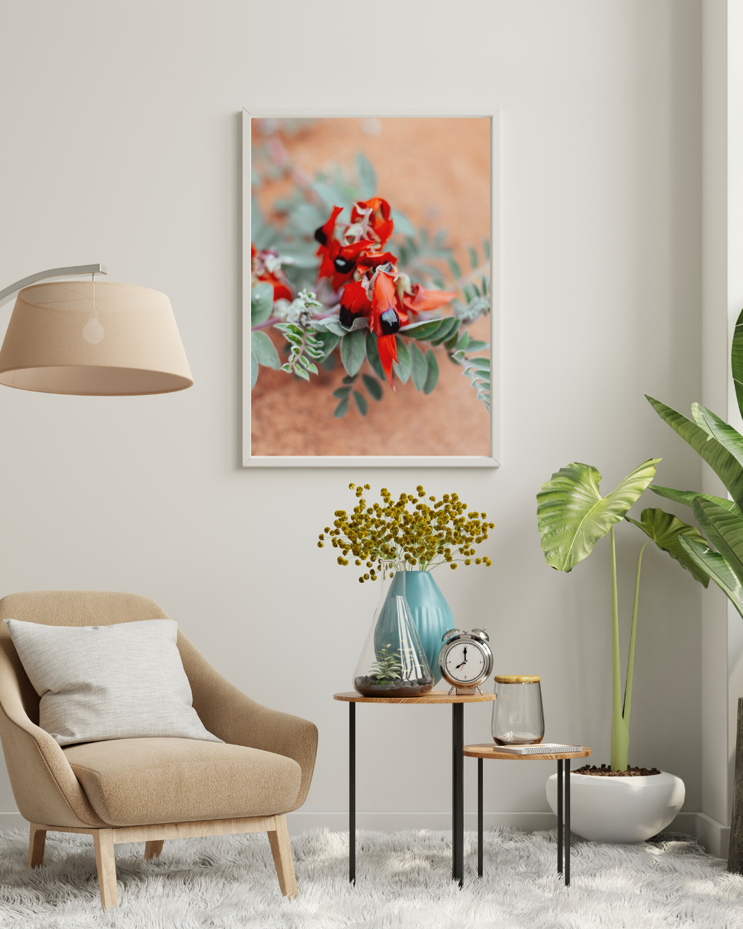 Australian Sturt Desert Pea Flower II Photographic Print