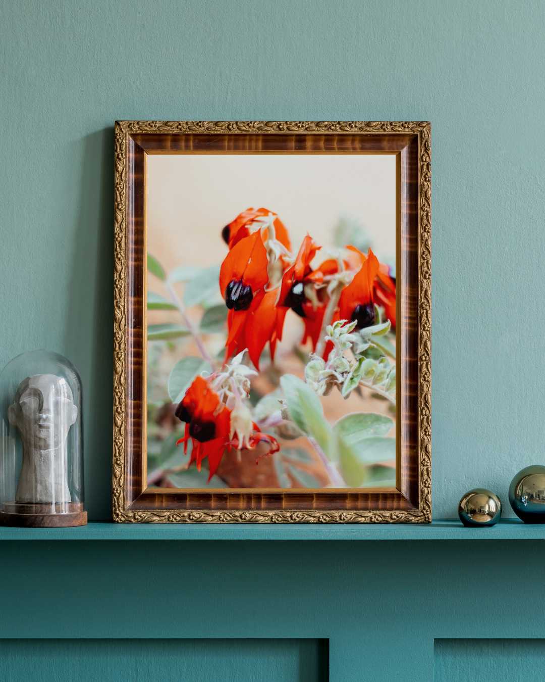 Australian Sturt Desert Pea Flower I Photographic Print