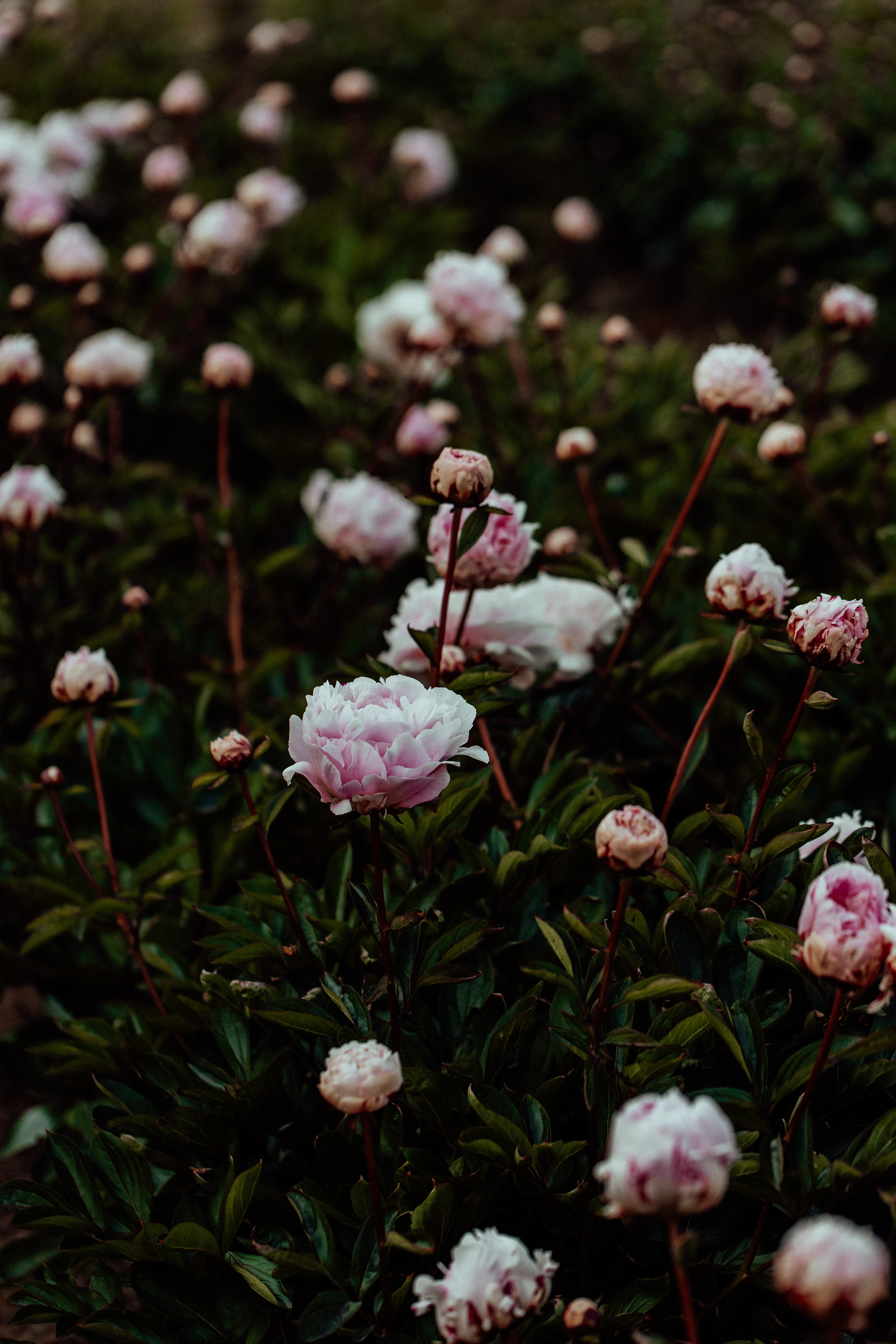 Field of Peonies II Photographic Print