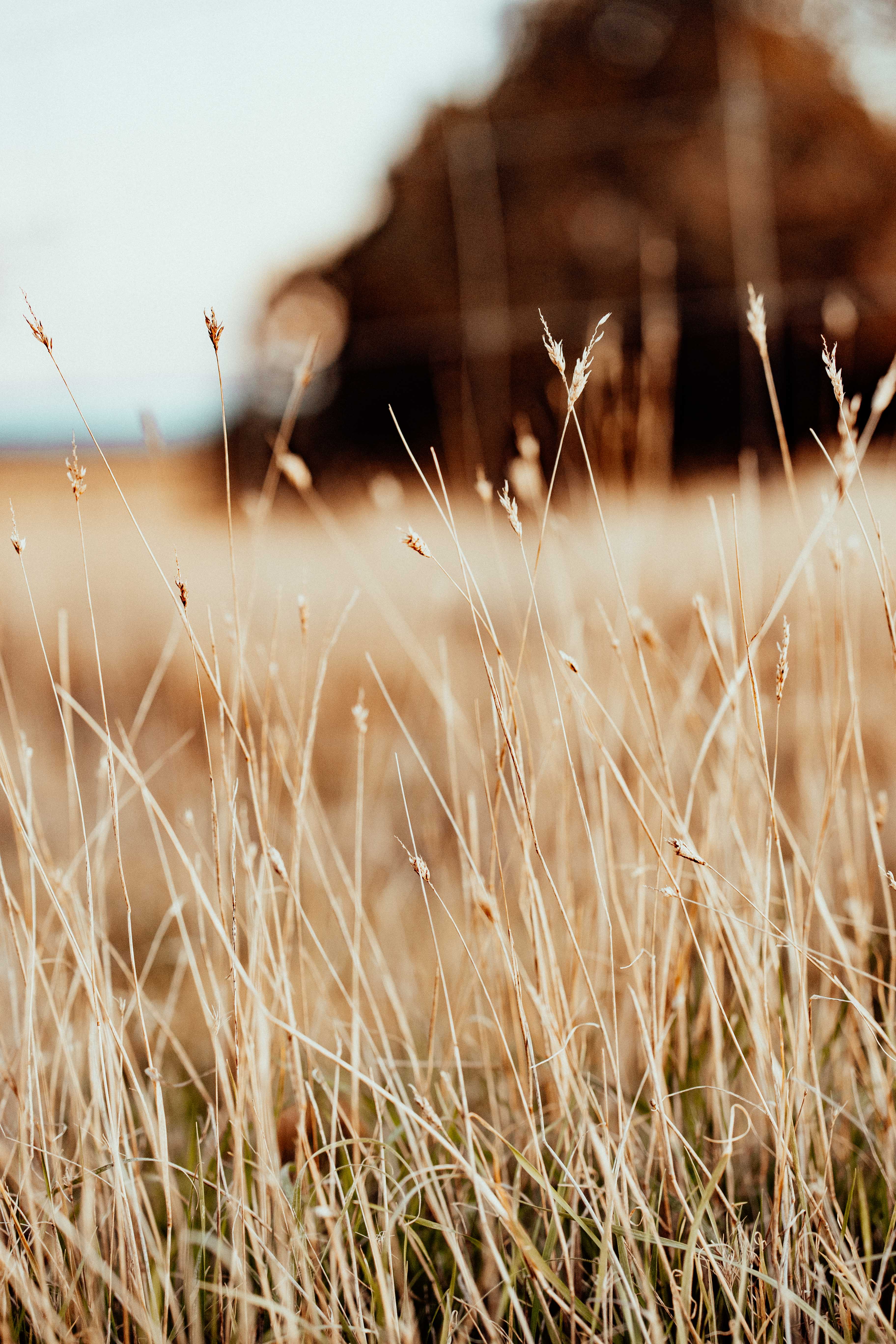 Grassline II Photographic Print