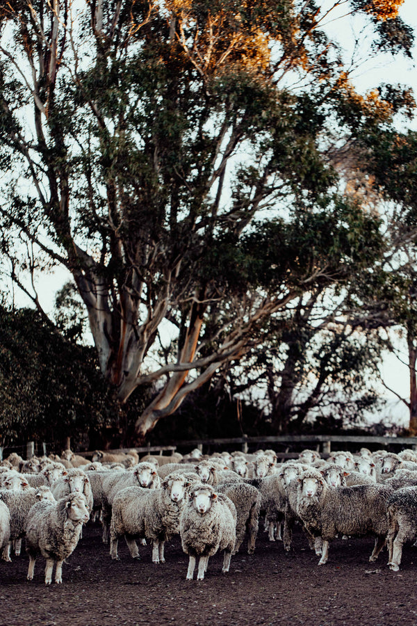 In the Holding Yard I Photographic Print