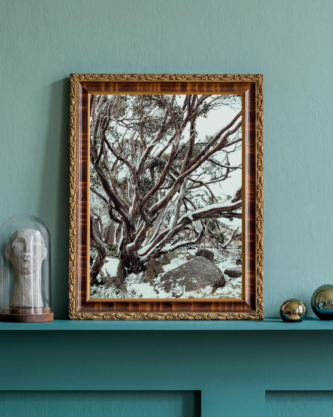 Snow Gum Kosciuszko II Photographic Print