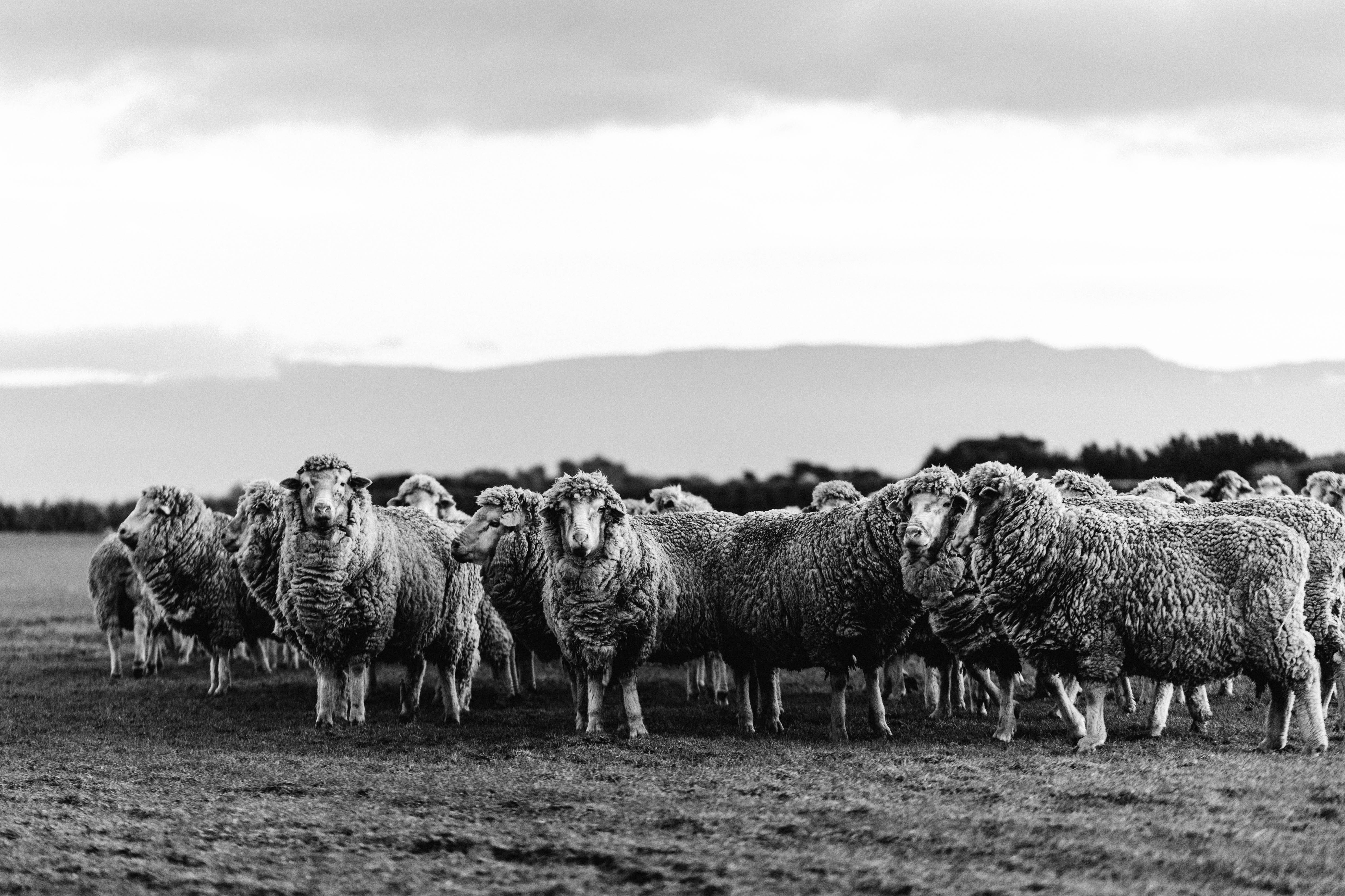 Black and white photo of a flock of sheep in a field with mountains in the background