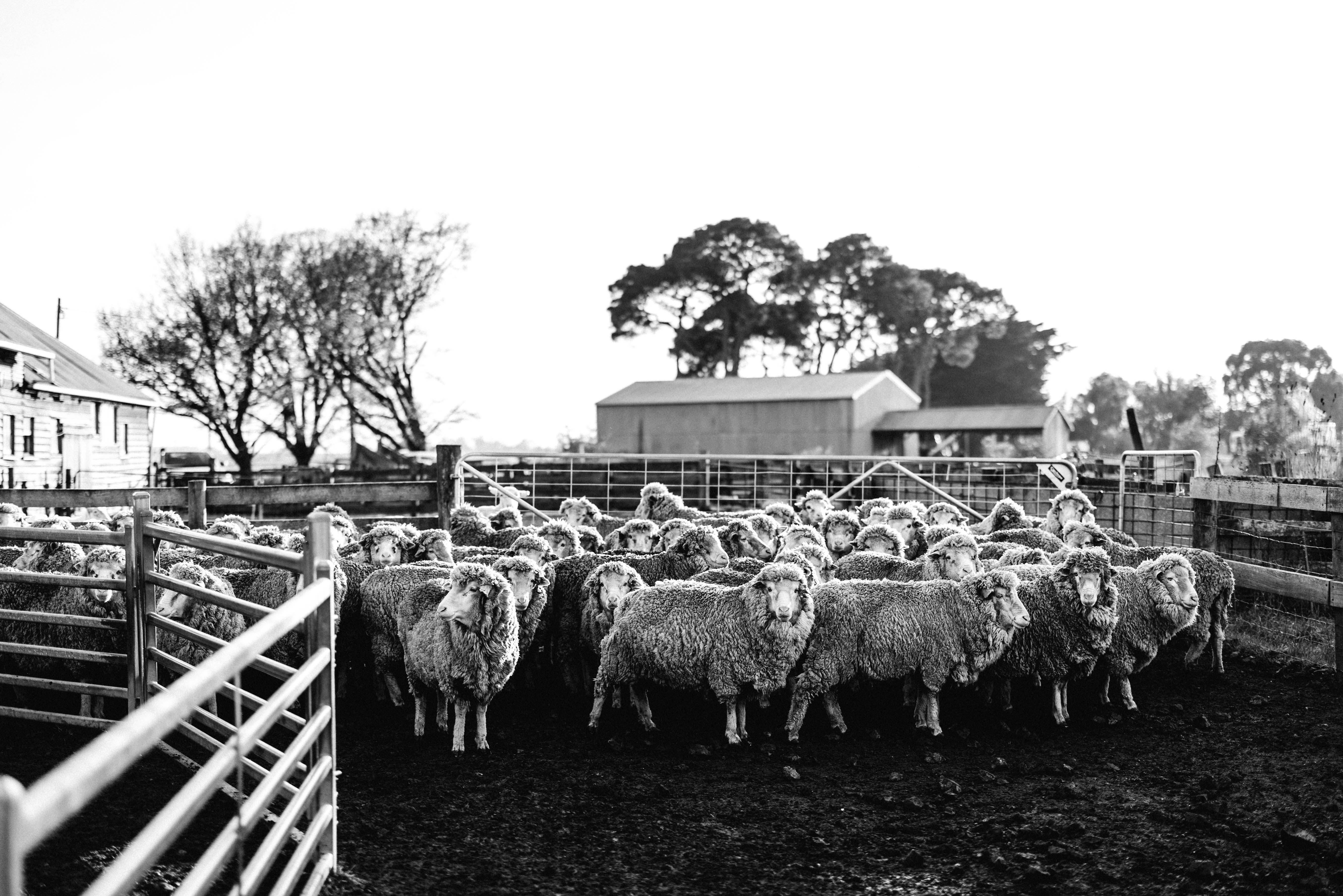 The Waiting Mob III Photographic Print