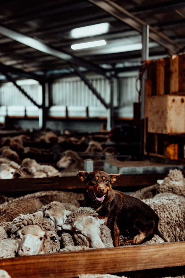 Top of the Mob Photographic Print