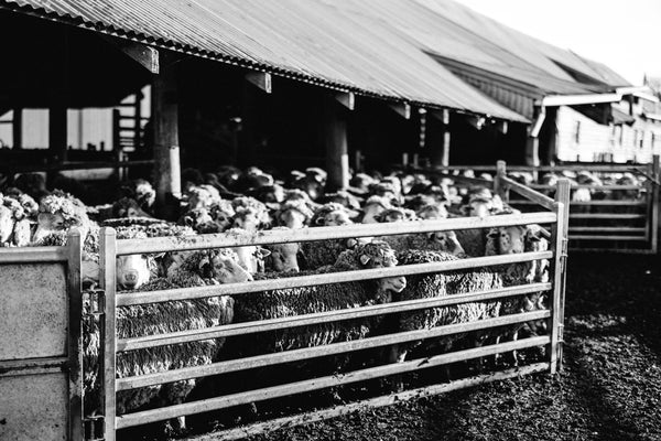 Wool in Waiting Photographic Print