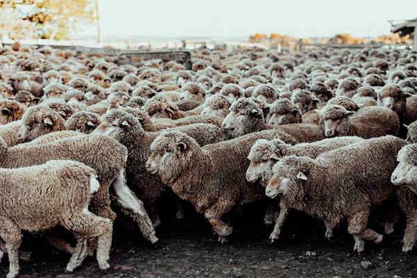 Wool on the Move I Photographic Print