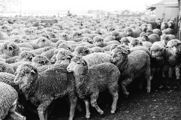 Wool on the Move II Photographic Print