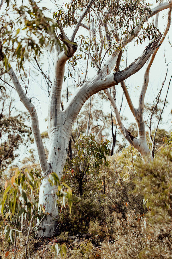 Scribbly Gums I Photographic Print