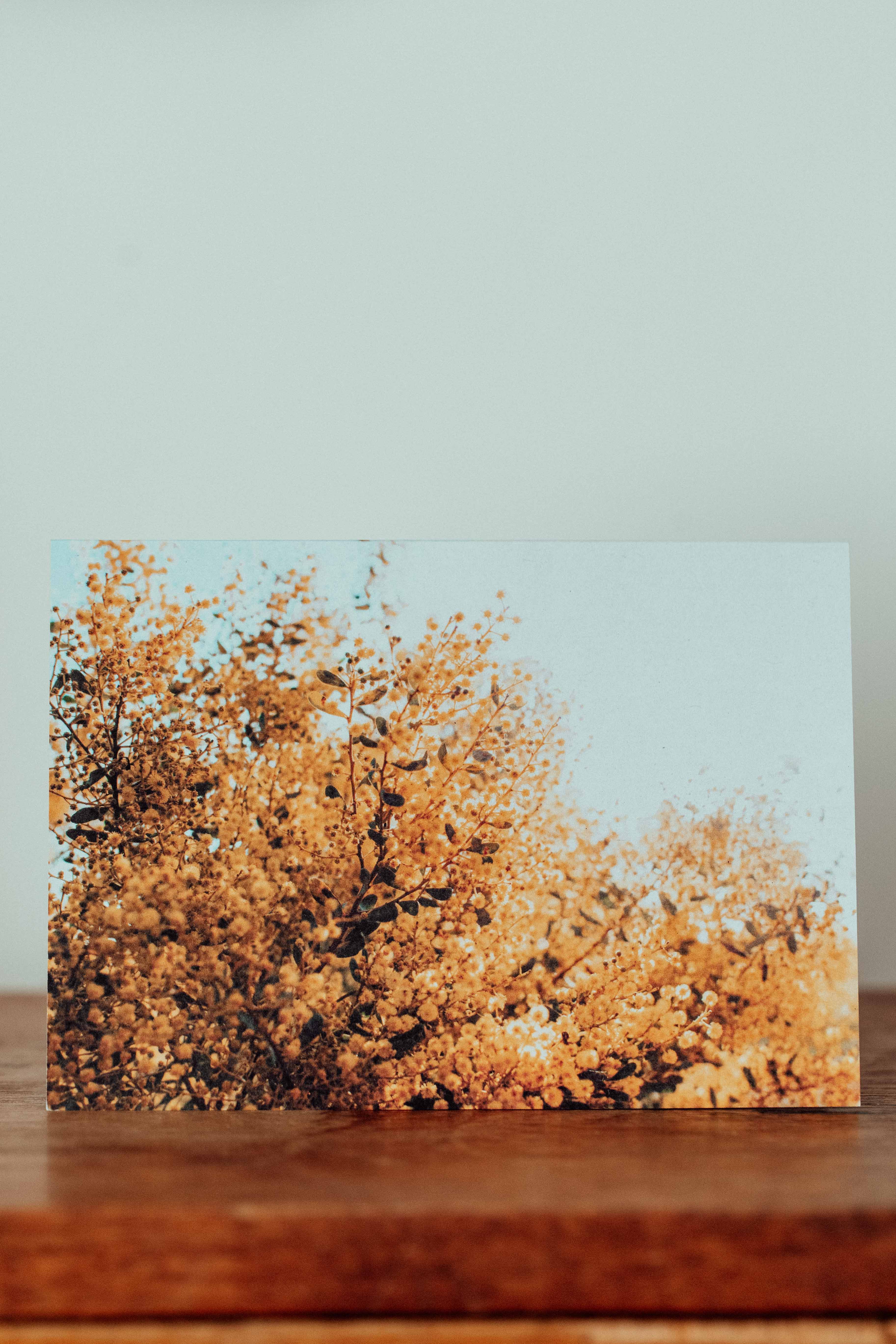 Australian Acacia Wattle greeting card by Emily O'Brien featuring a vibrant floral illustration on a white background.