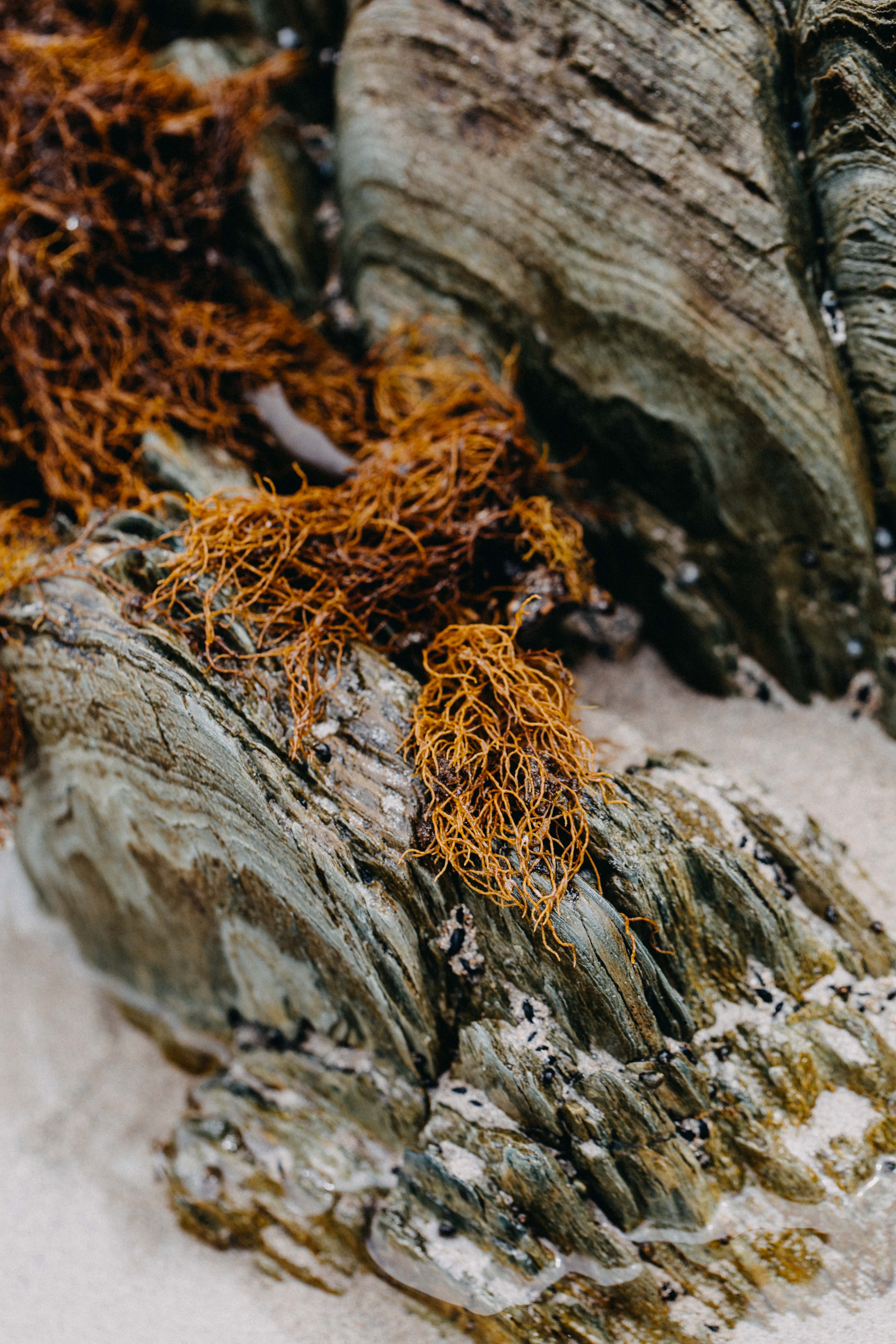 Tasmanian Intertidal Garden VI Photographic Print