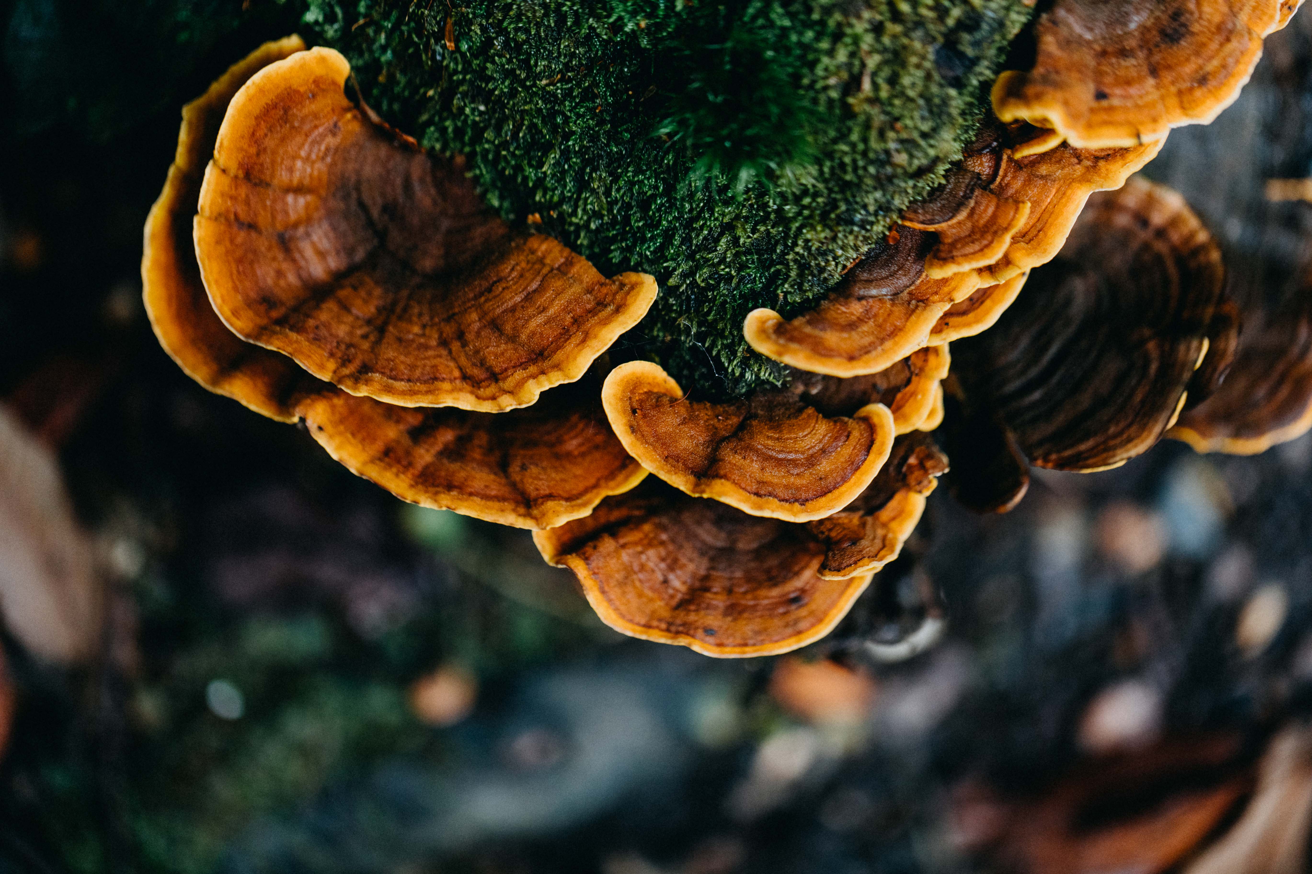 Tarkine Fungi II Photographic Print