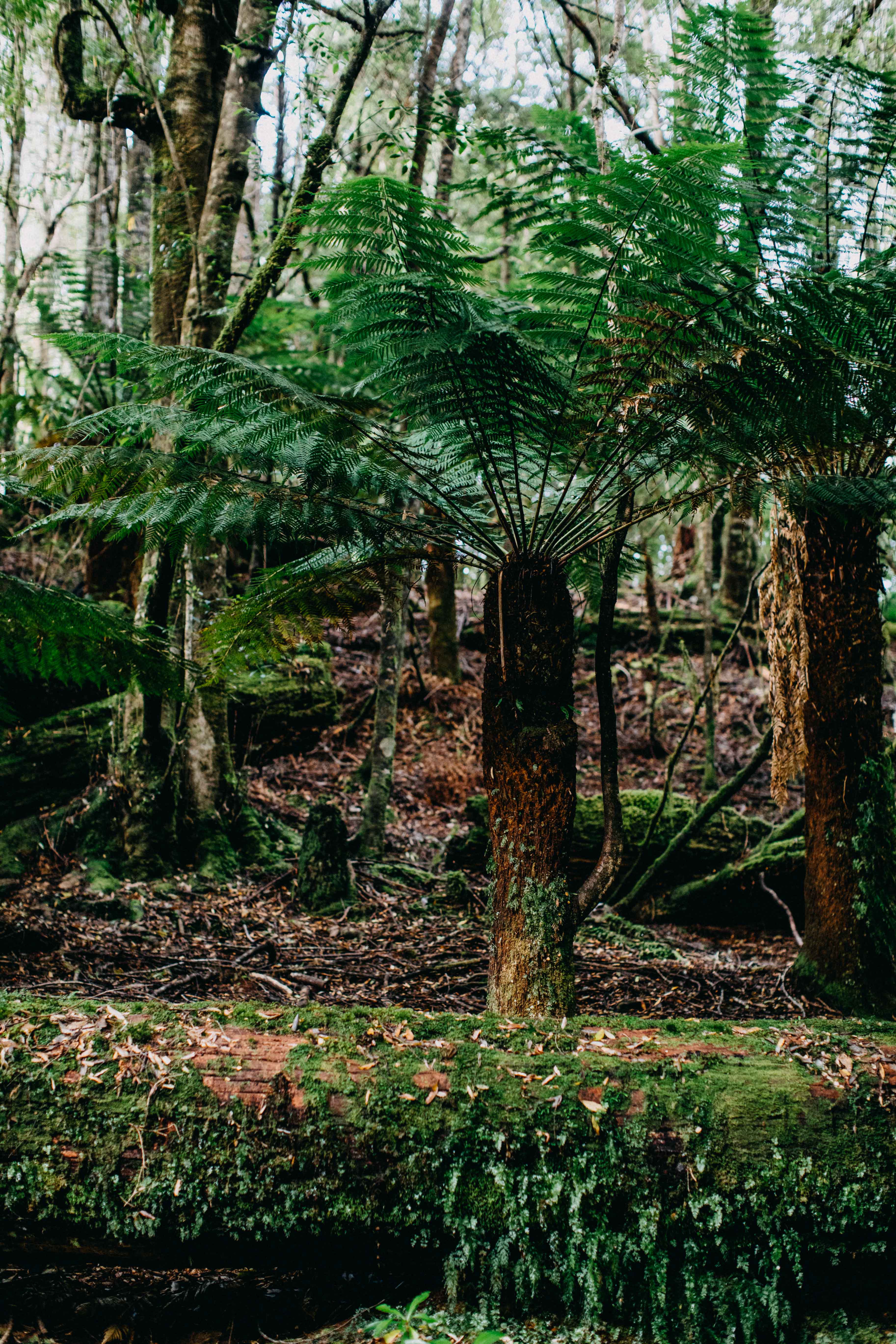 Tarkine II Photographic Print