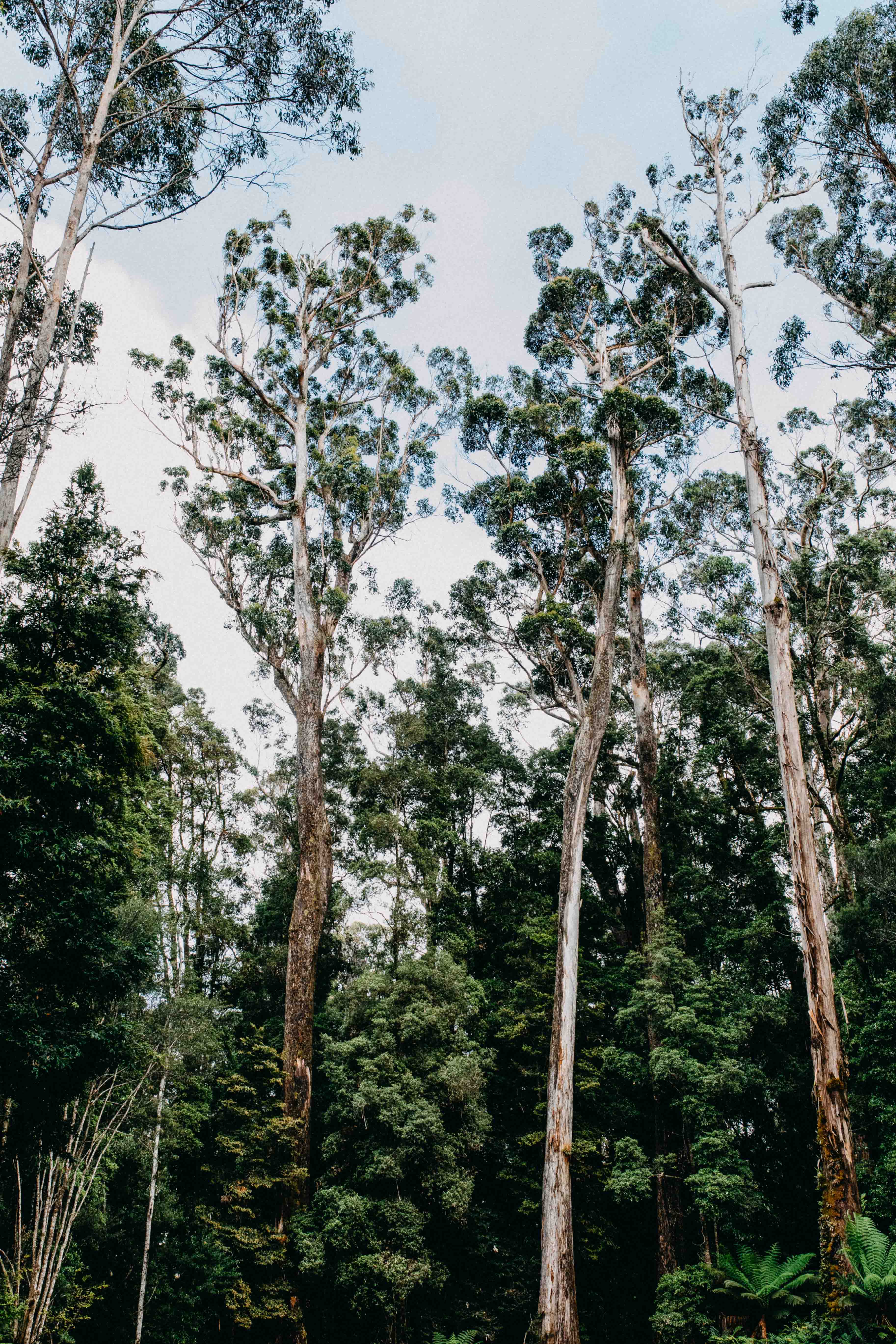 Tarkine I Photographic Print