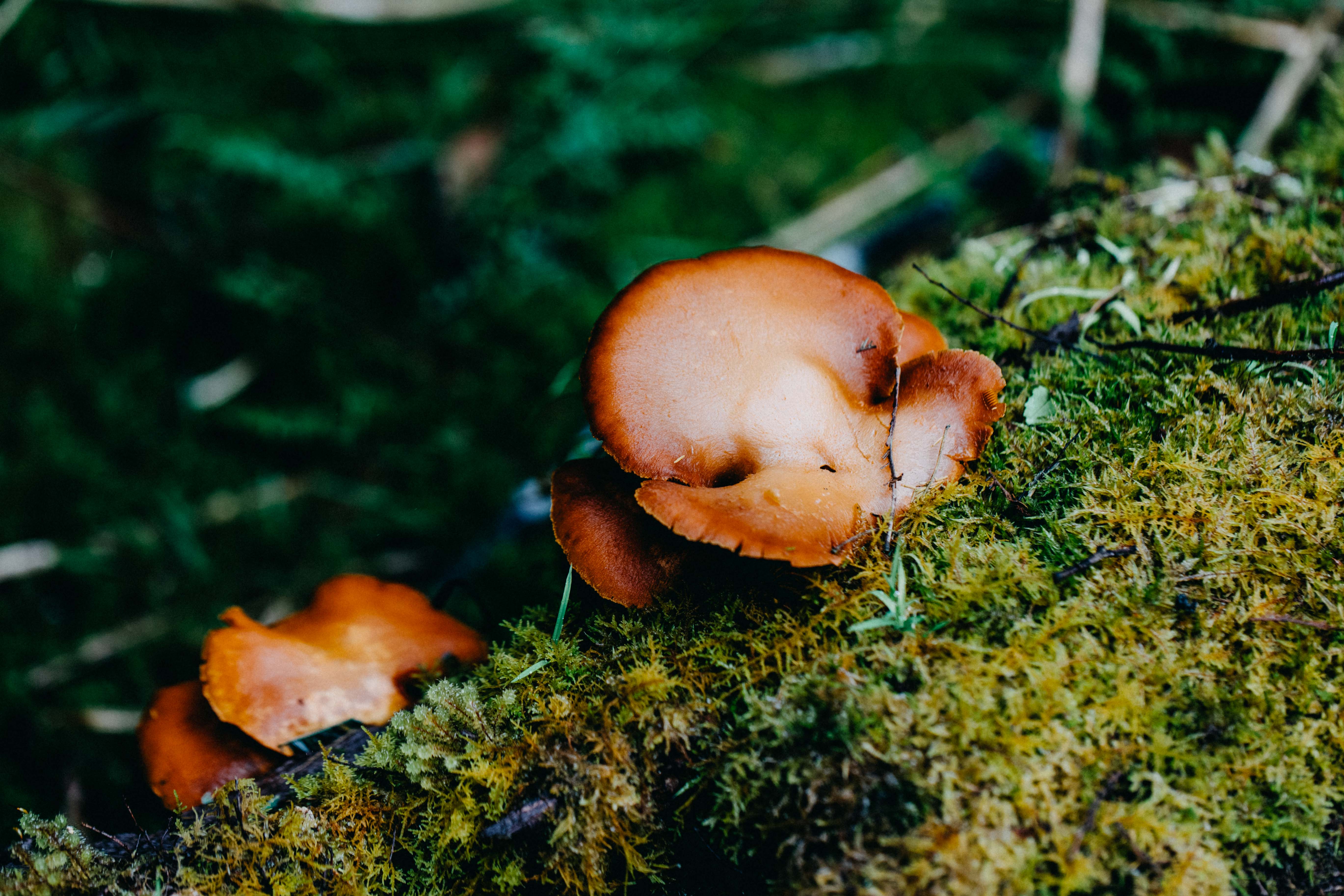 Tarkine Fungi III Photographic Print