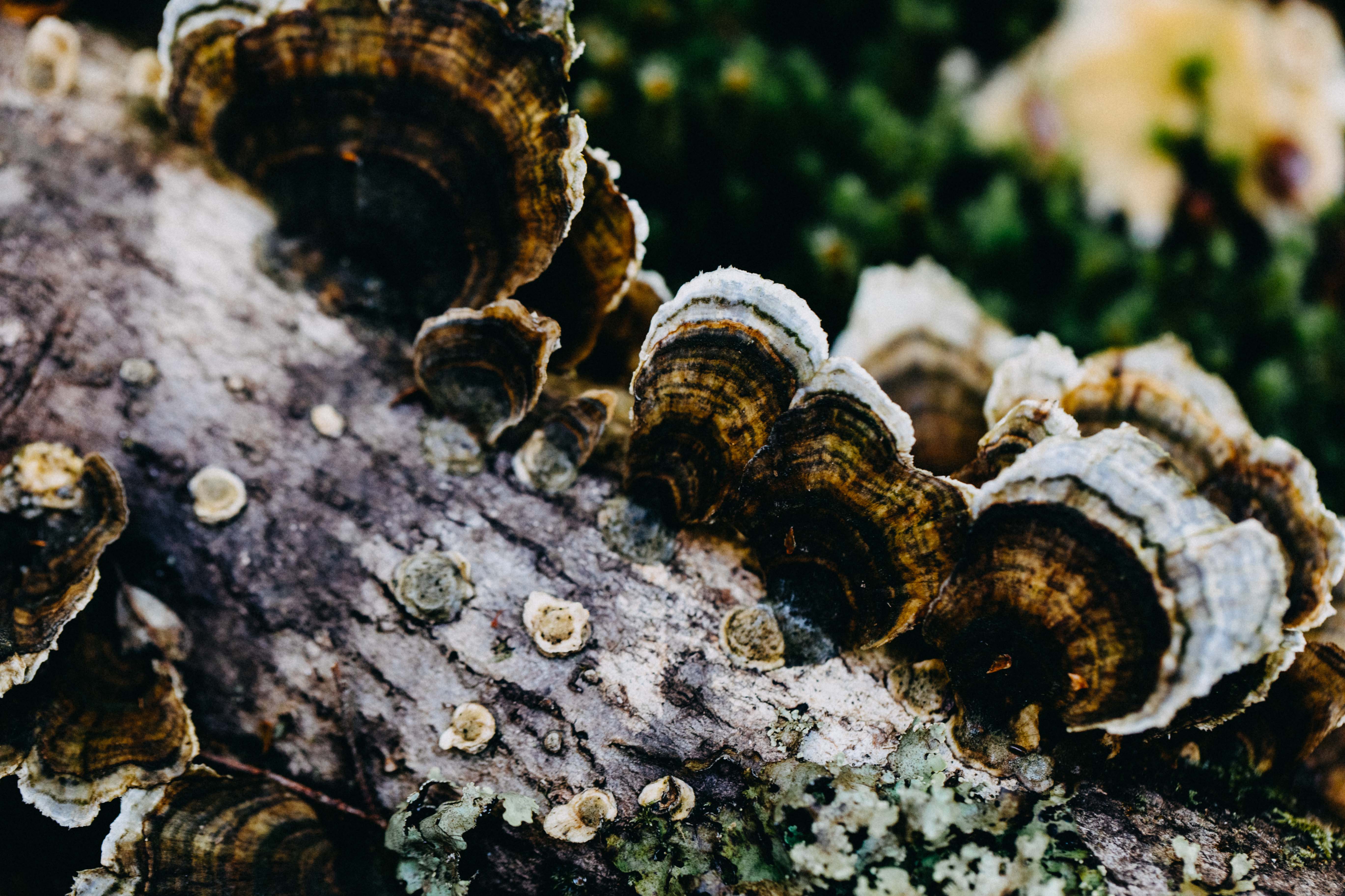 Tasmanian Fungi III Photographic Print