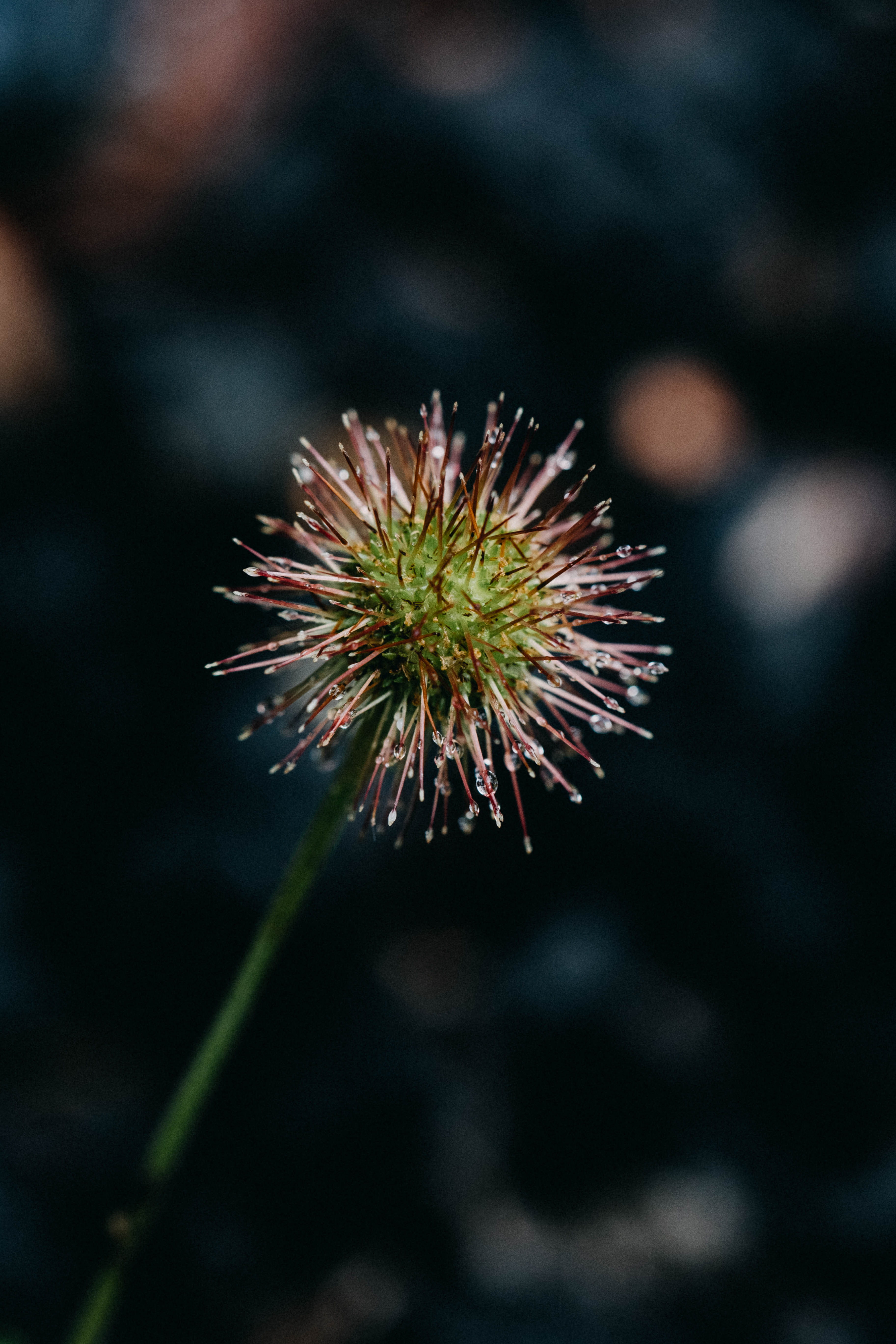 Bidgy Widgy Photographic Print