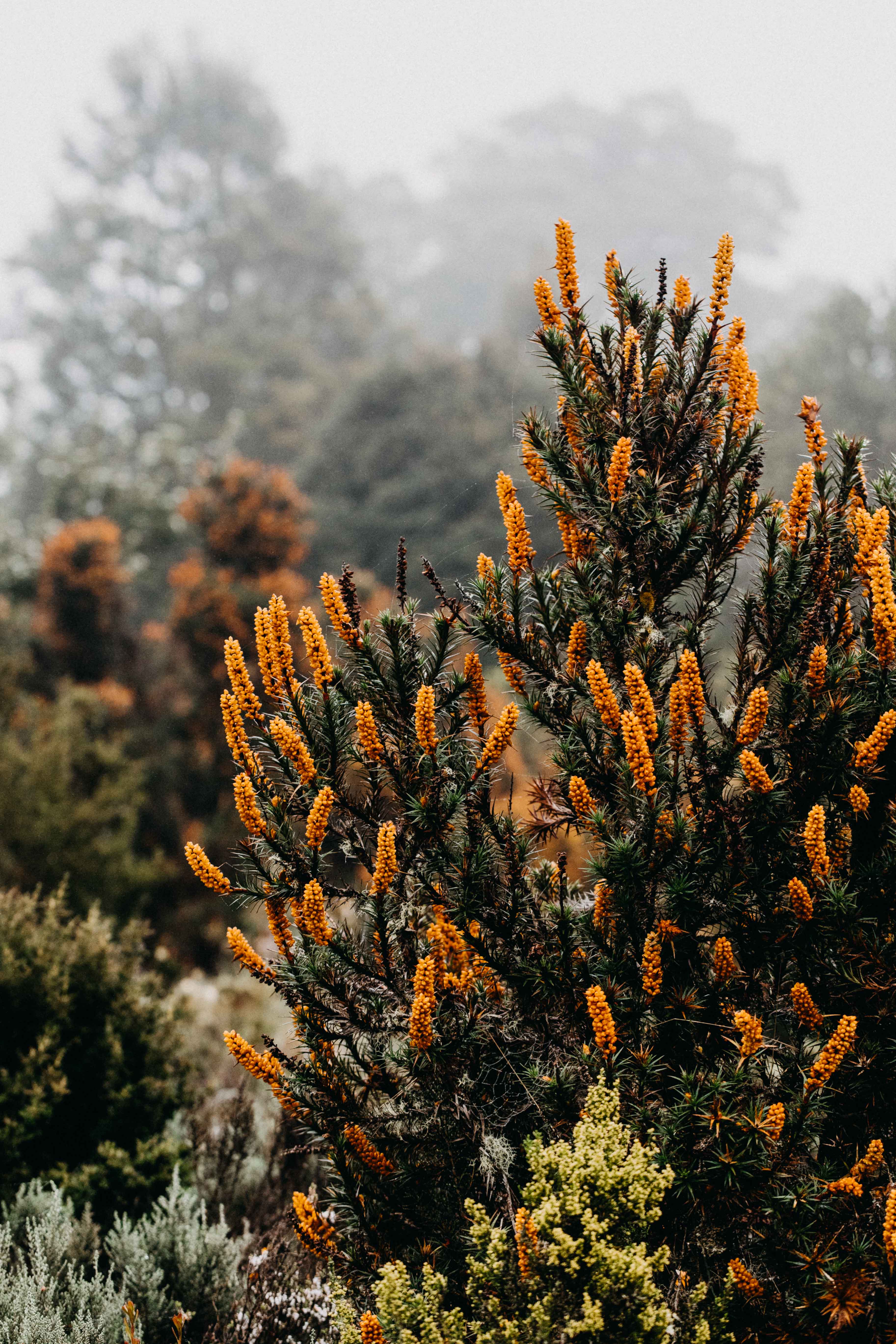 Tasmanian Honey Bush IV Photographic Print