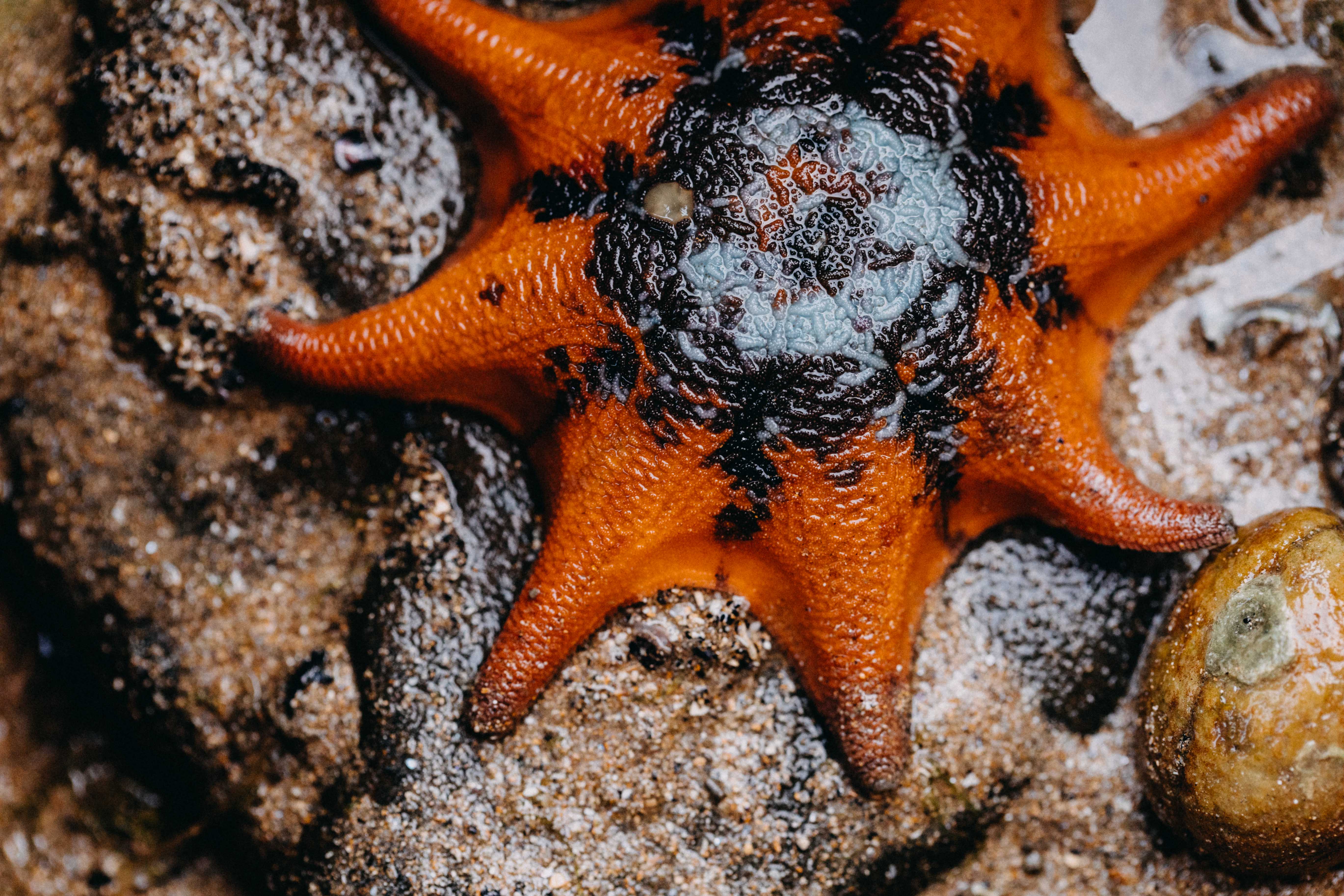 Eight Armed Sea Starm Photographic Print - Emily O'Brien