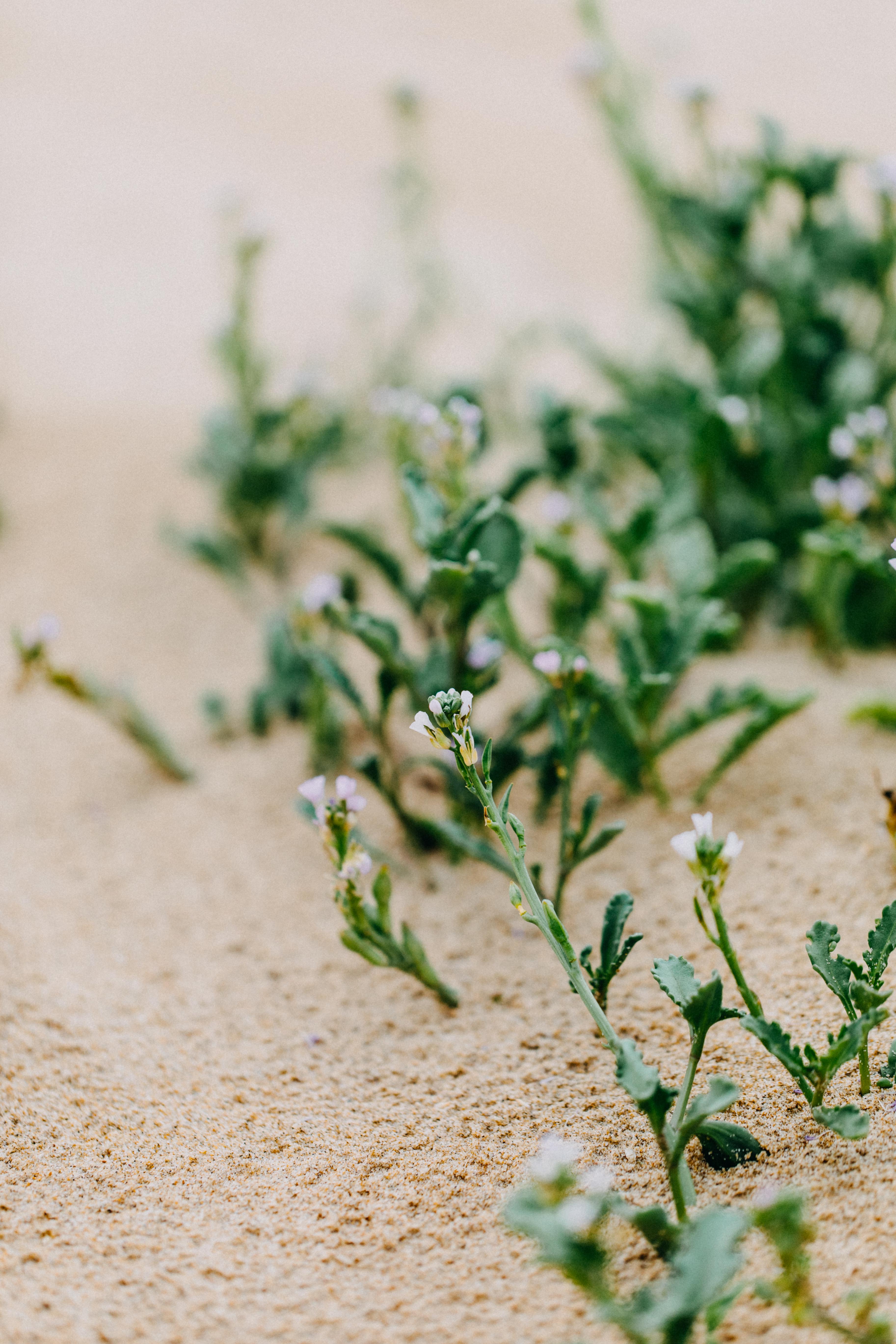 Moruya Sand III Photographic Print - Emily O'Brien