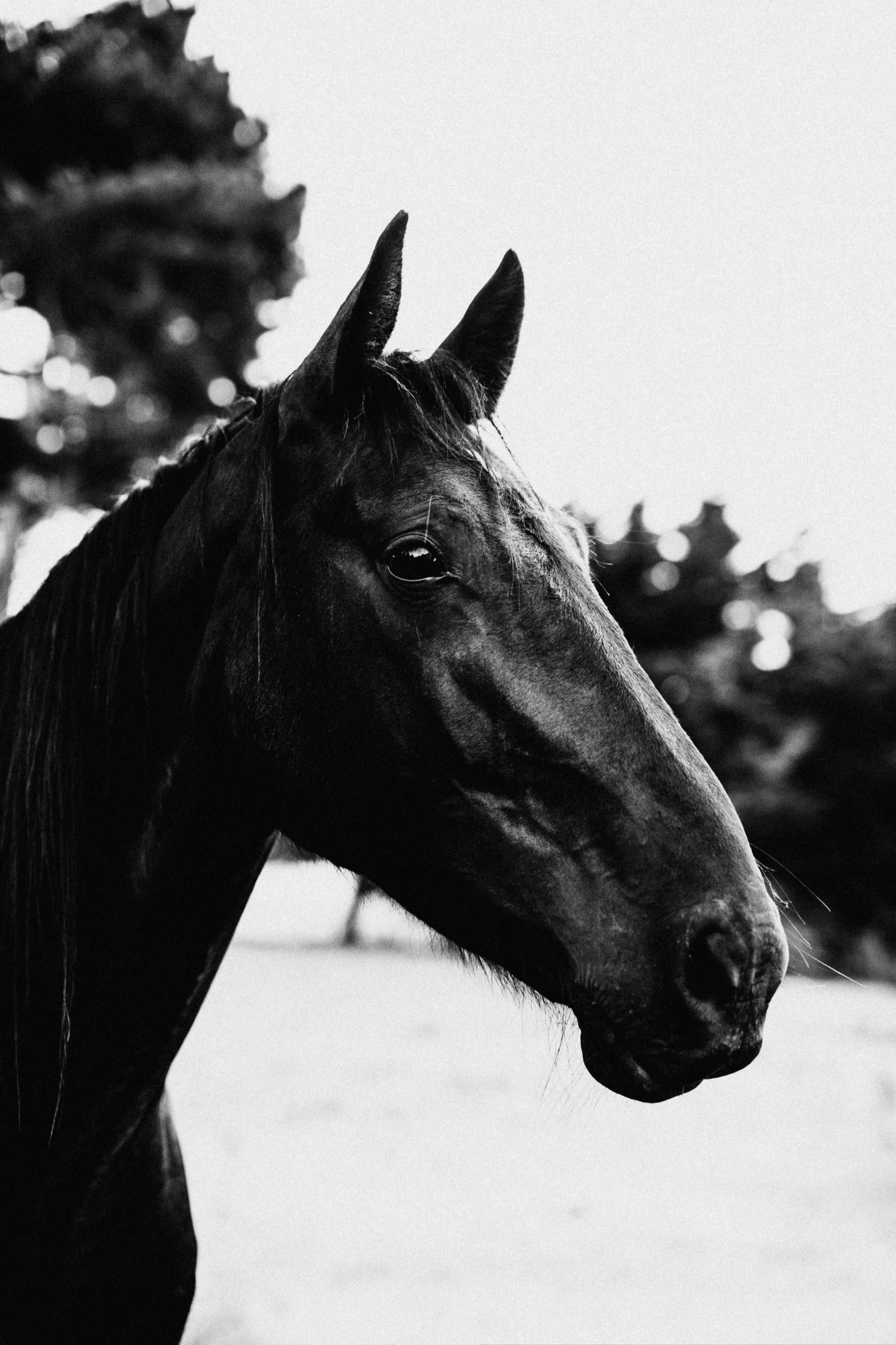 Theodore the Stallion I Photographic Print
