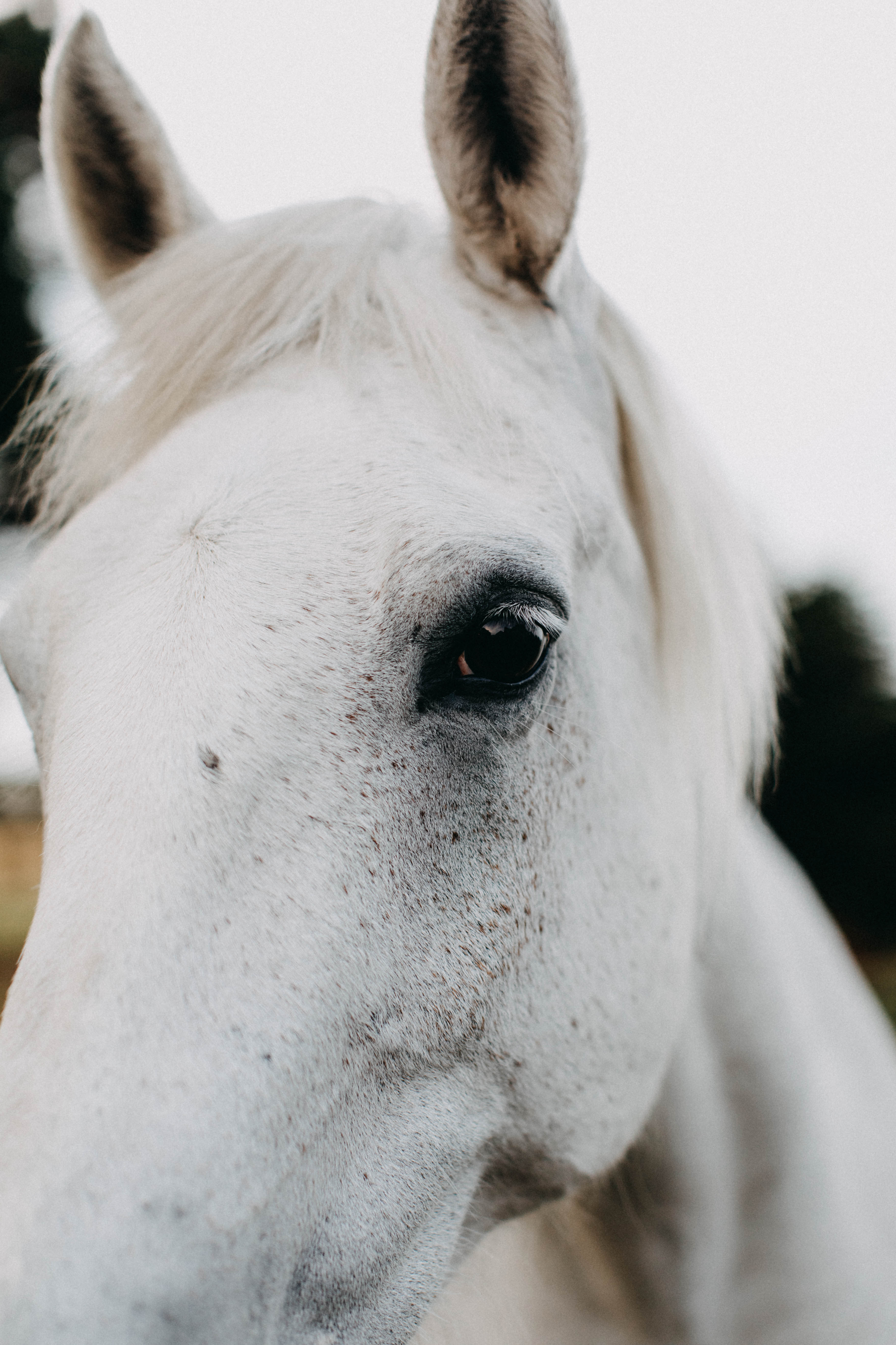 Arthur the White Horse Photographic Print - Emily O'Brien