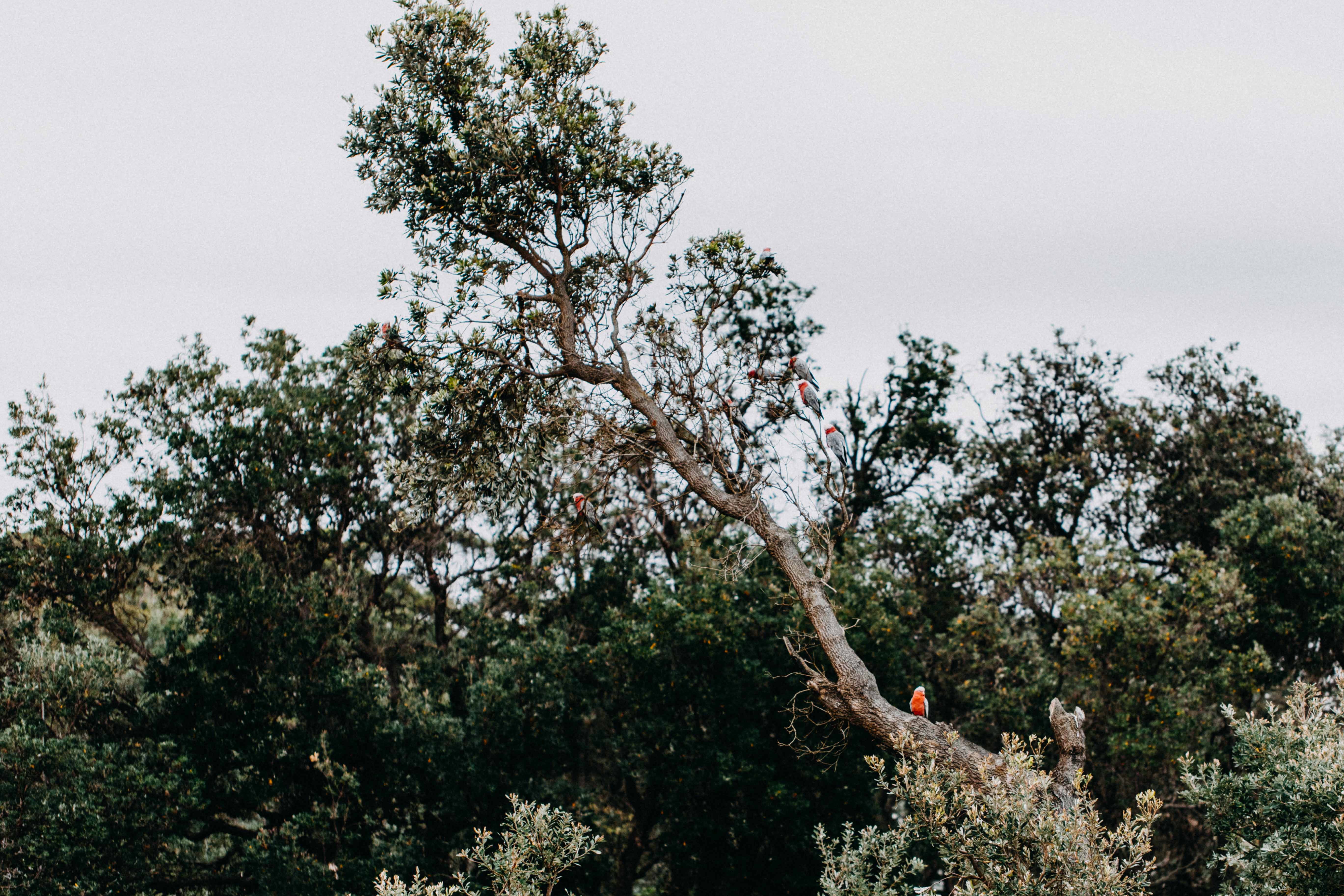 Flaming Galahs Photographic Print - Emily O'Brien