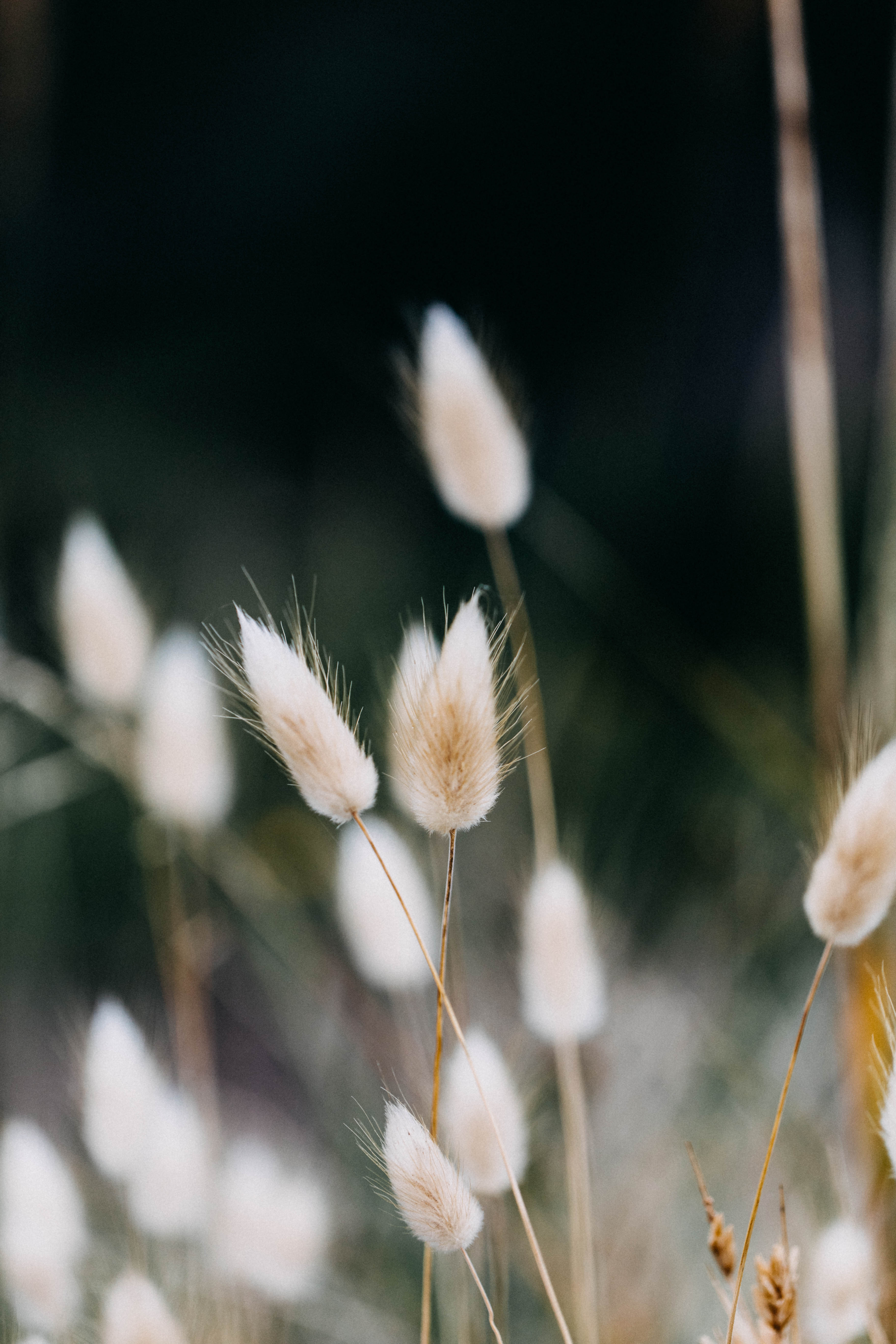 Bunny Tail Photographic Print - Emily O'Brien