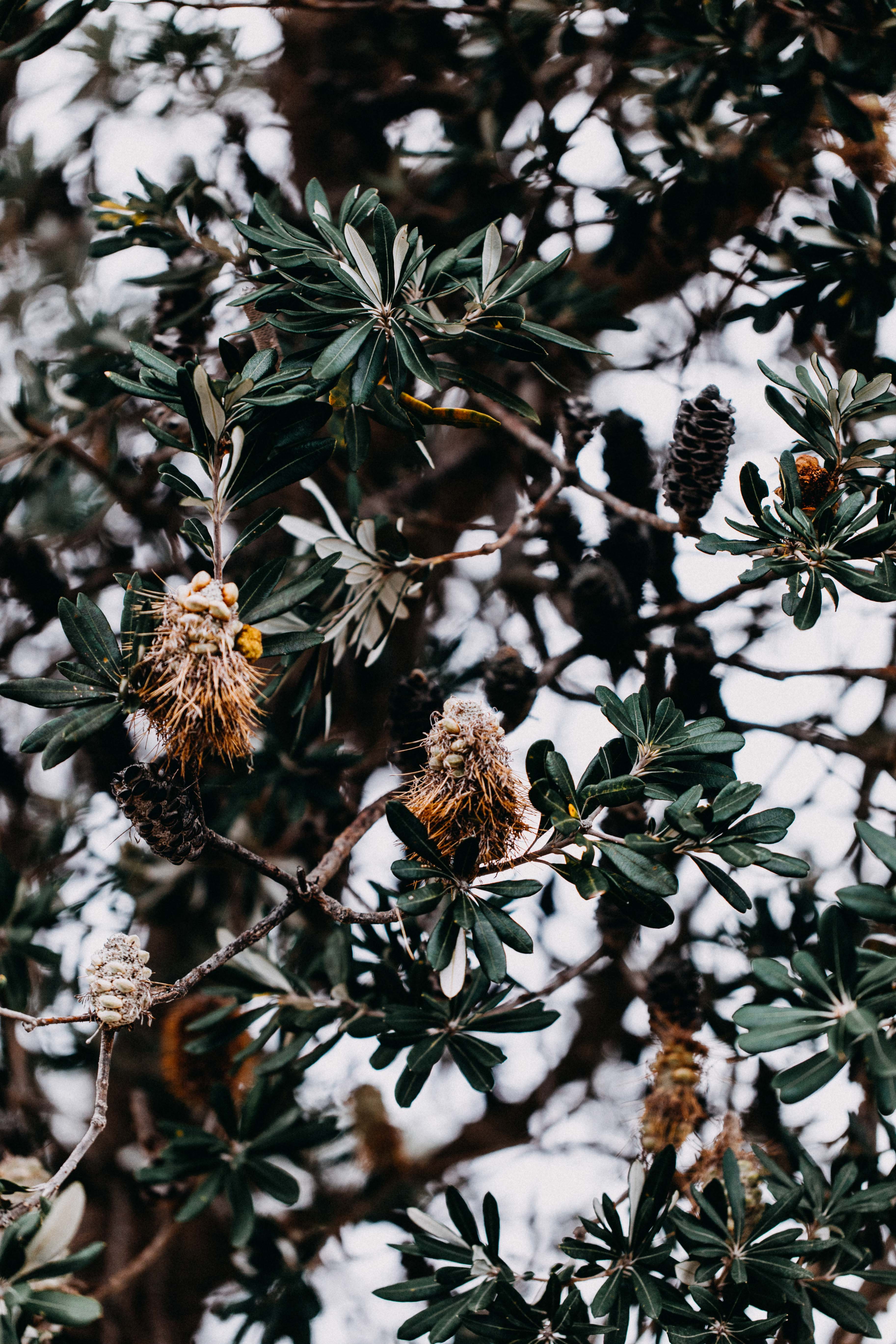 Beachside Banksia Photographic Print - Emily O'Brien