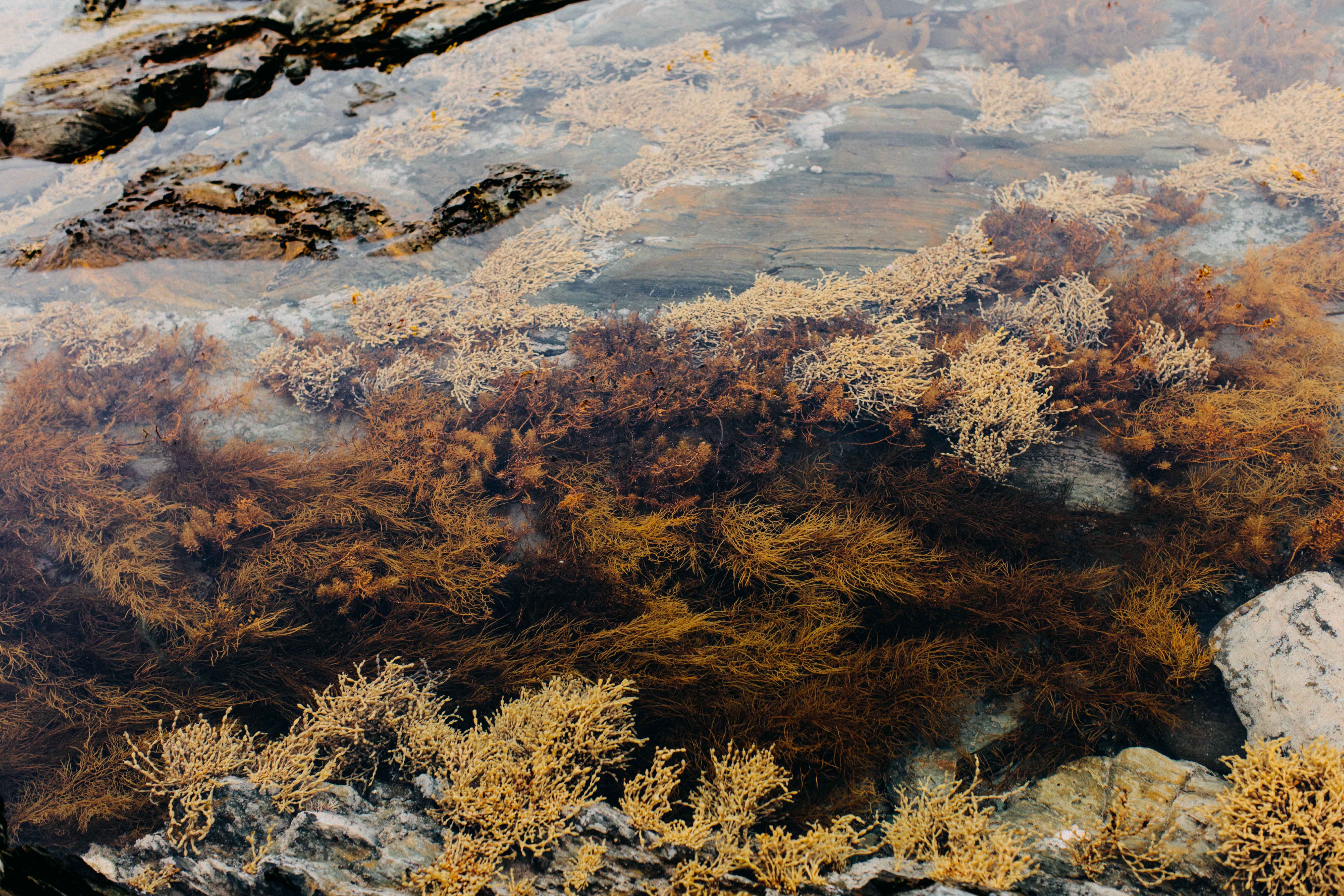 Tasmanian Intertidal Garden III Photographic Print
