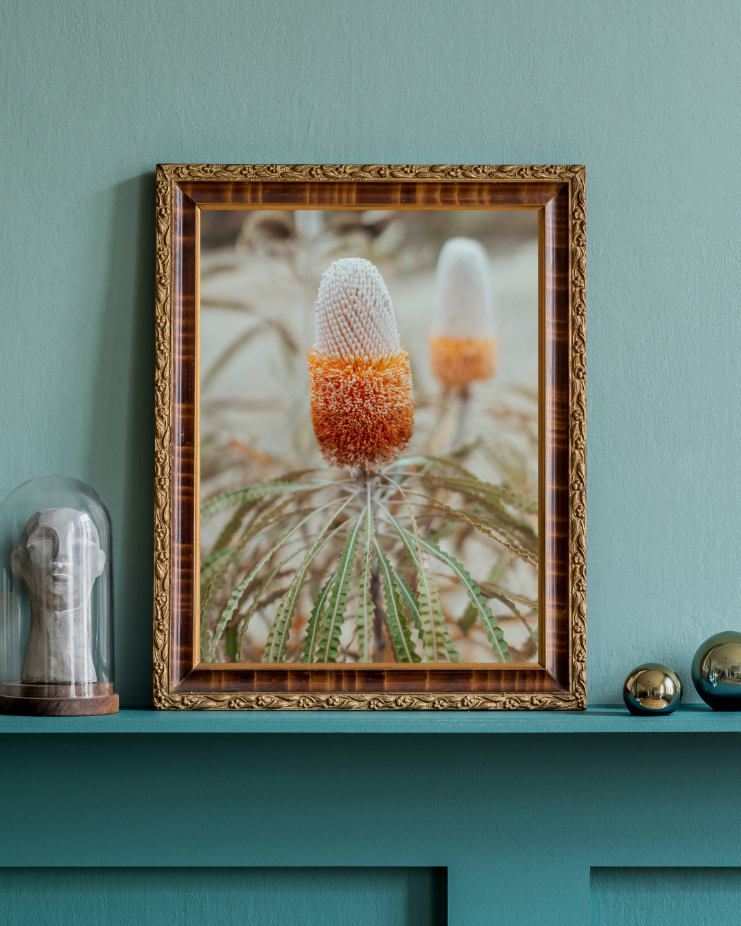 Australian Banksia Prionotes II Photographic Print