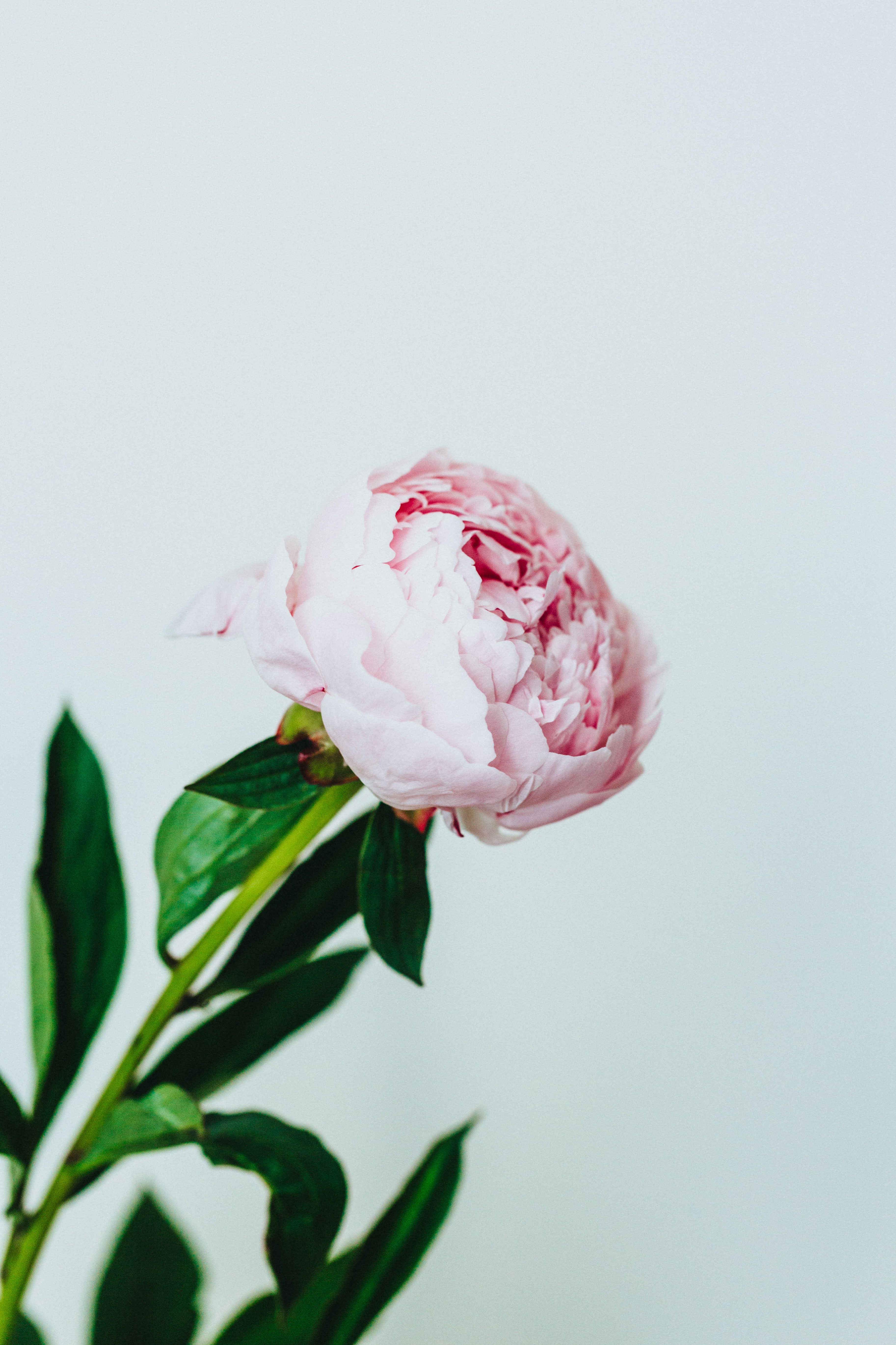 Peony III Photographic Print - Emily O'Brien