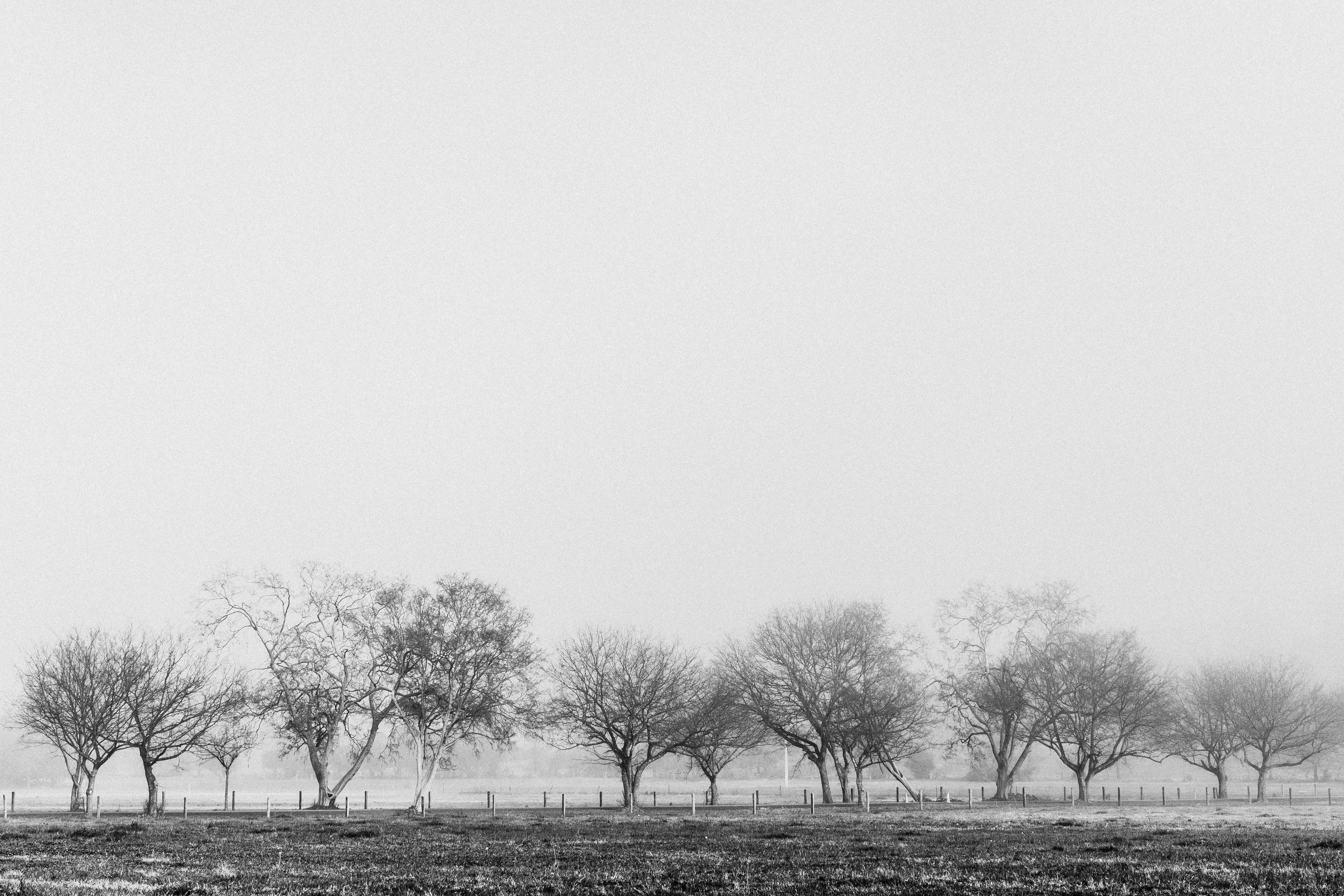 Brownlow Hill Fog Photographic Print - Emily O'Brien