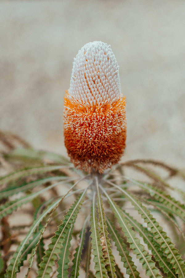 Australian Banksia Prionotes I Photographic Print