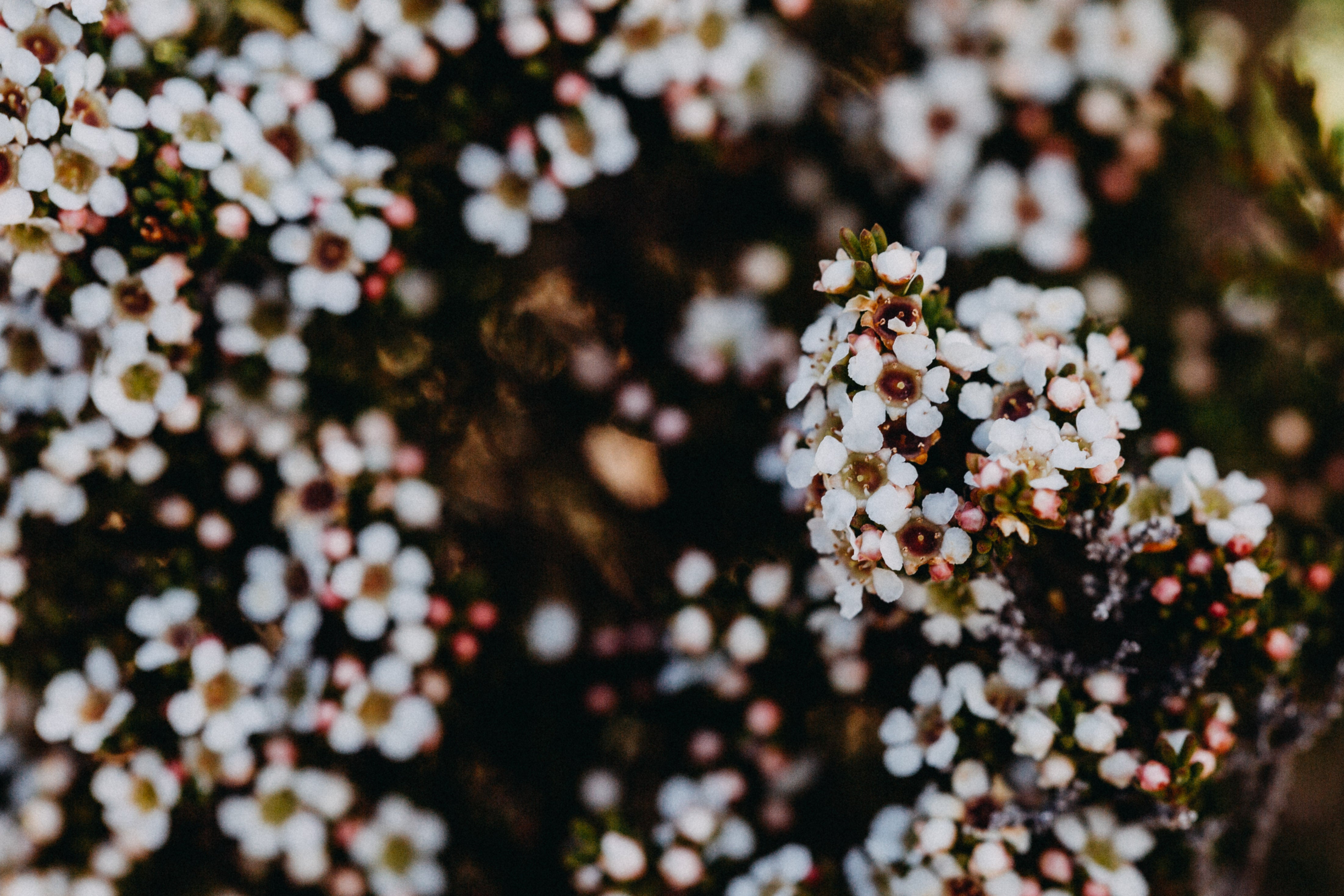 Cradle Mountain Flora Photographic Print - Emily O'Brien