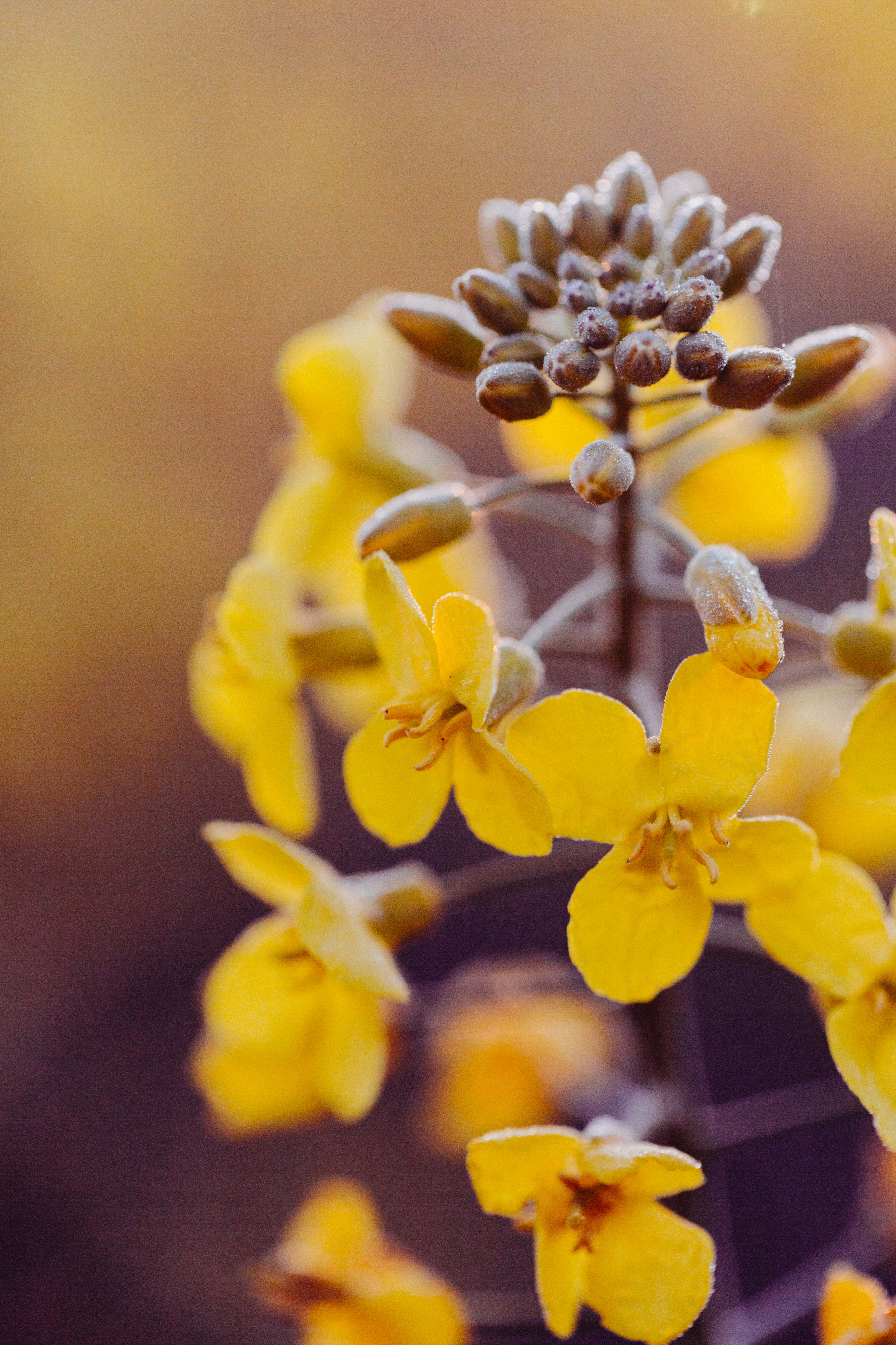 Canola Field III Photographic Print