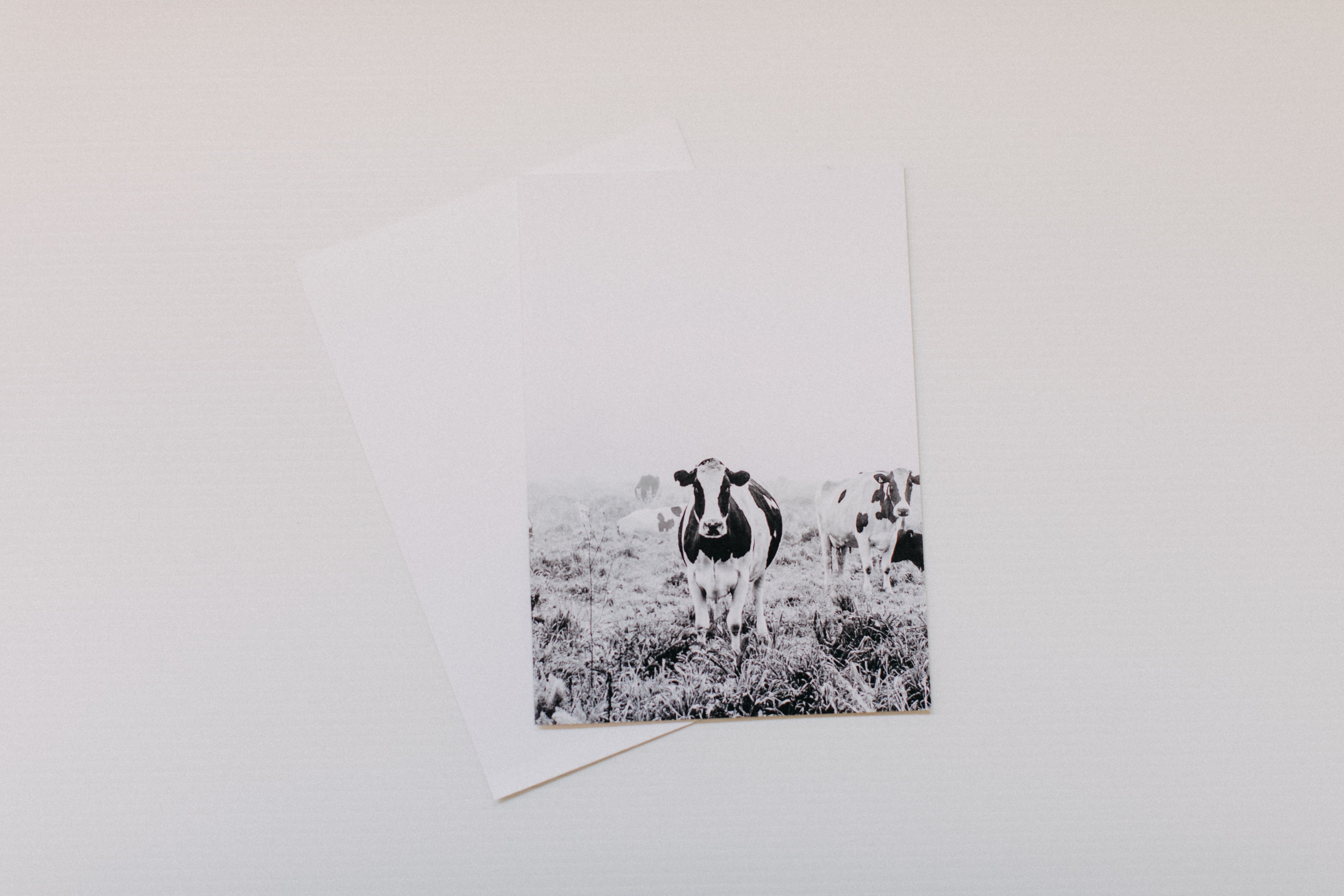 Dolores Dairy Cow Greeting Card - Emily O'Brien