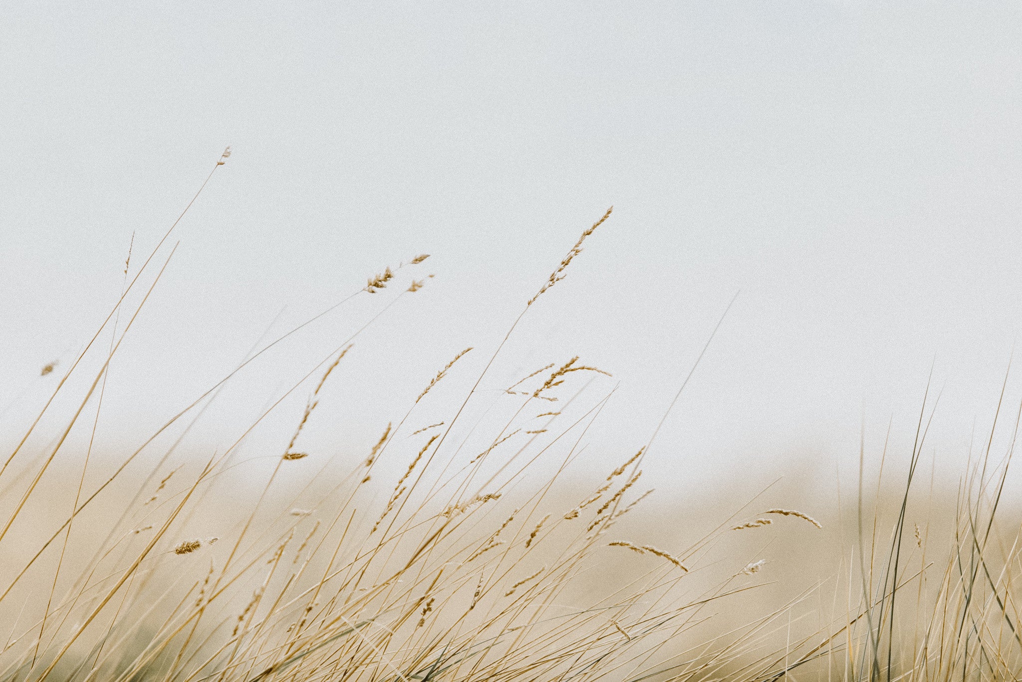 Sea Grass Photographic Print - Emily O'Brien