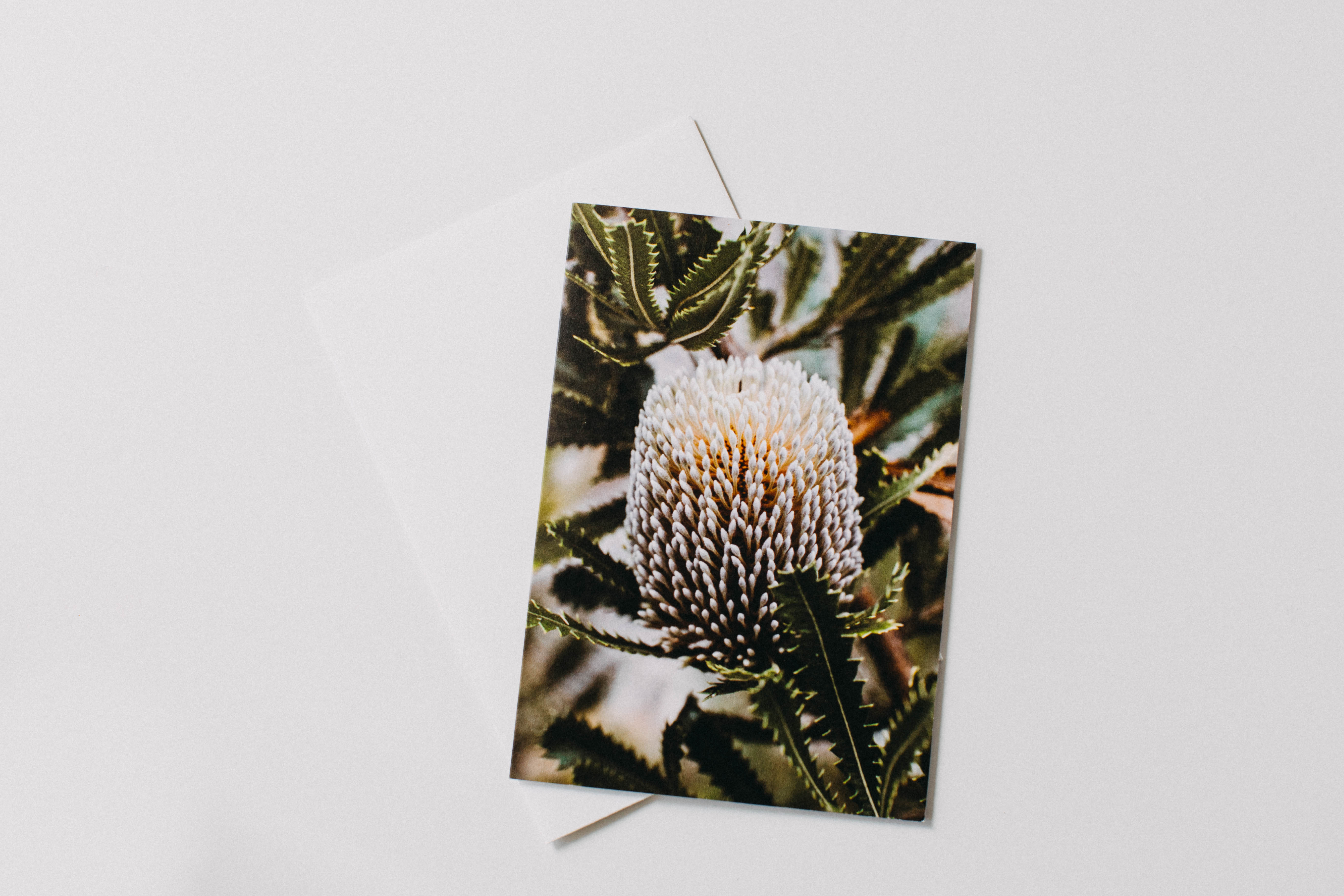 Australian Banksia Greeting Card - Emily O'Brien