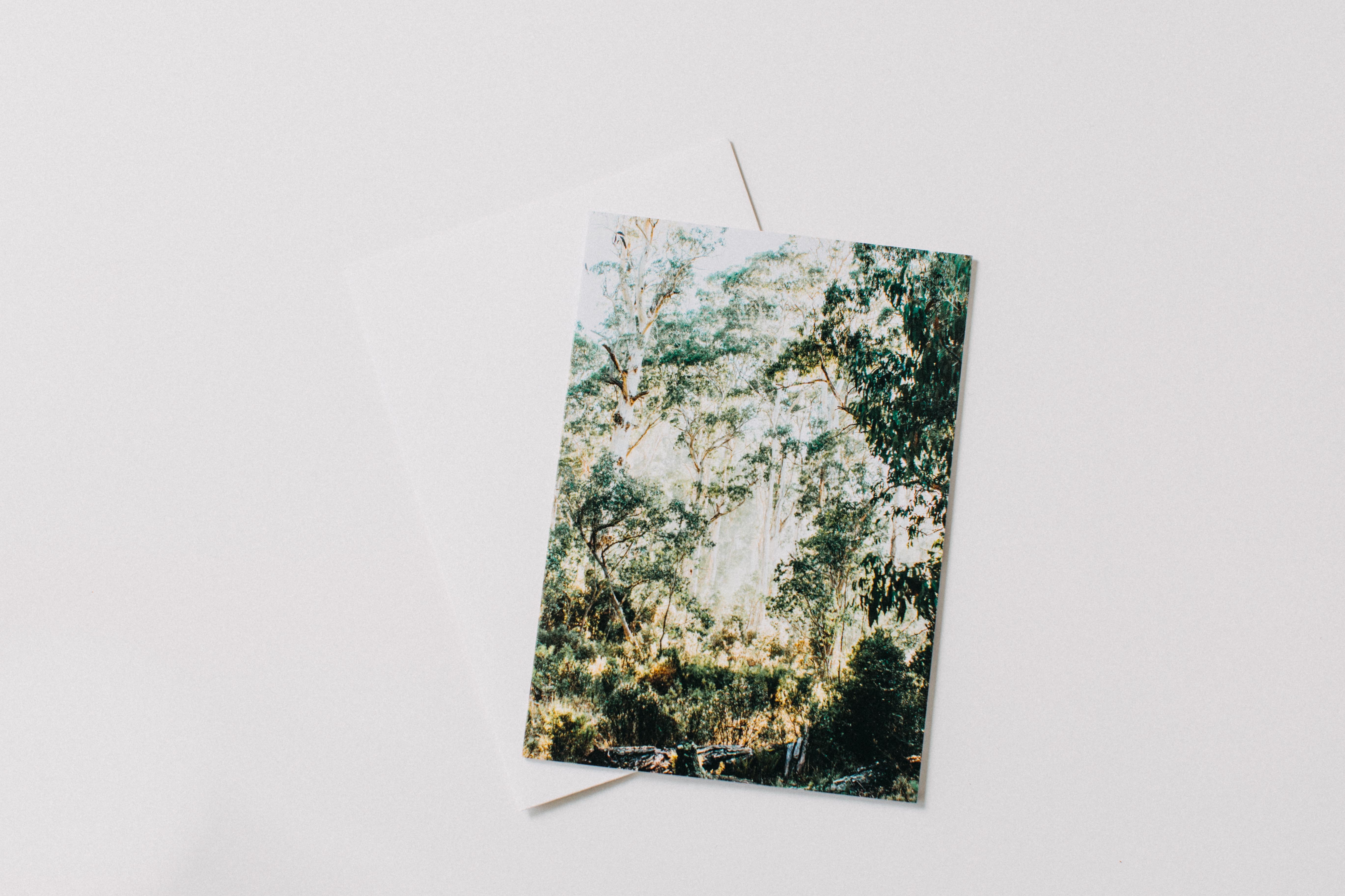 Highland Gumtree Morning Light Greeting Card - Emily O'Brien