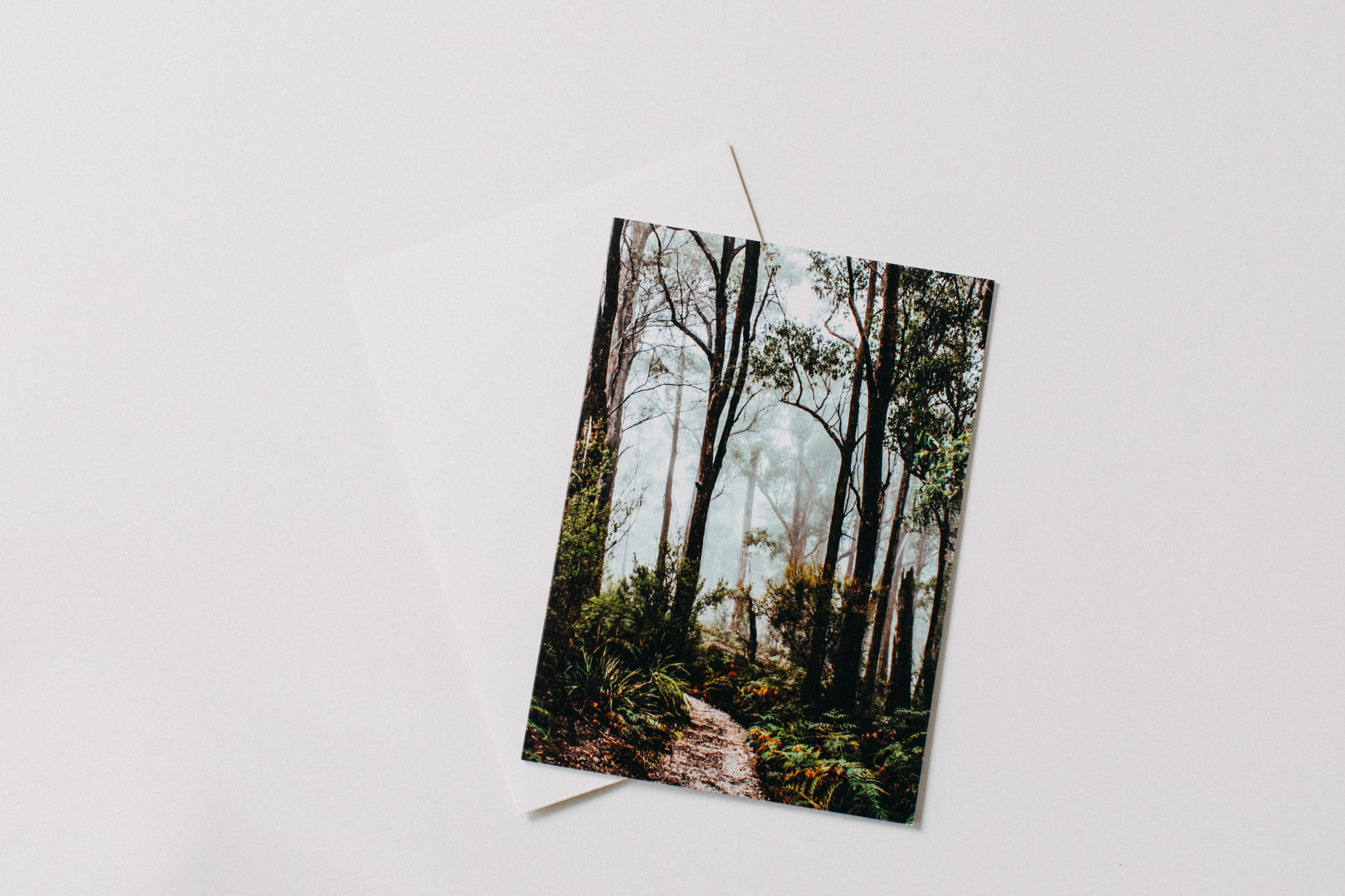 Tasmanian Rainforest I Greeting Card - Emily O'Brien