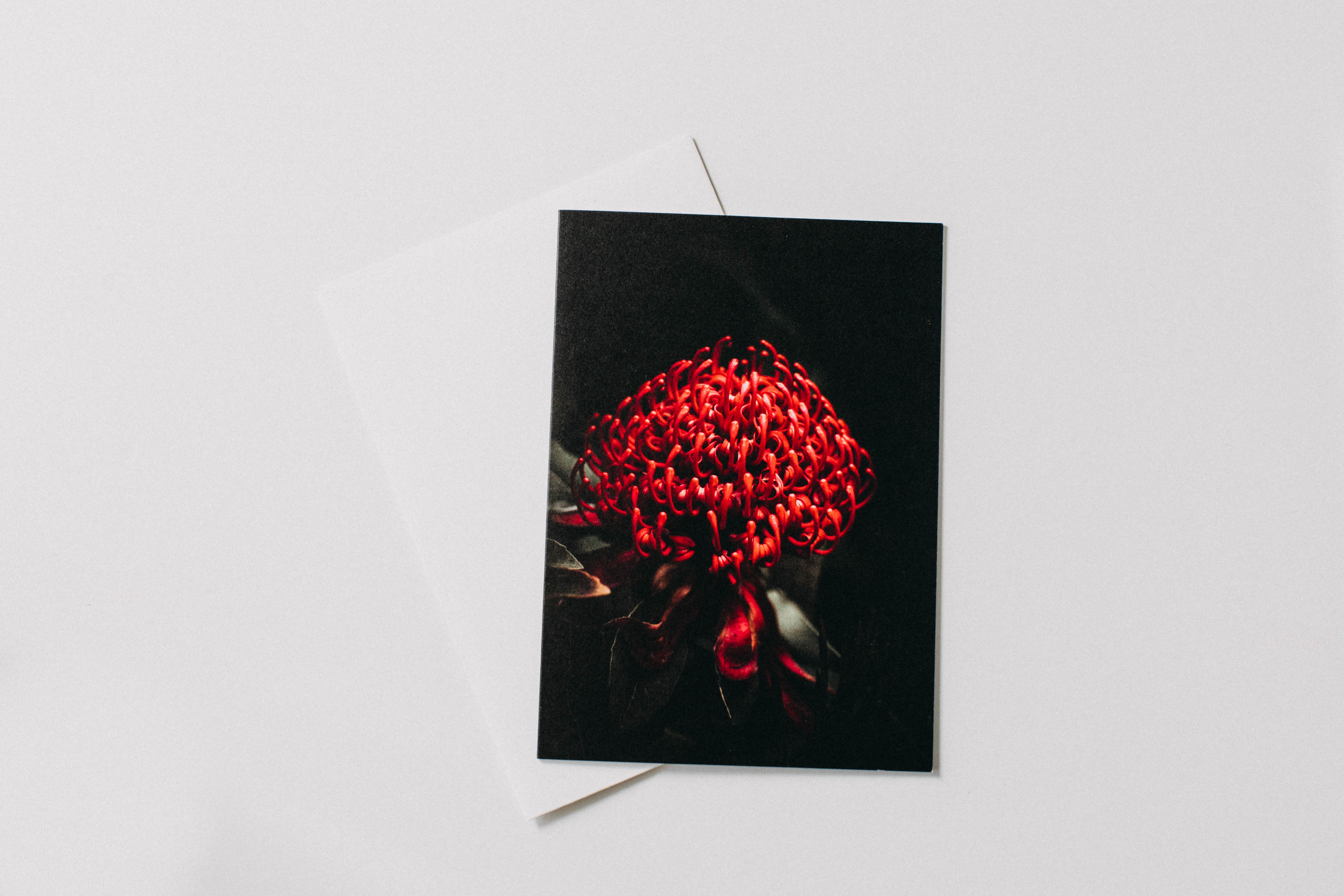 Australian Waratah Greeting Card - Emily O'Brien