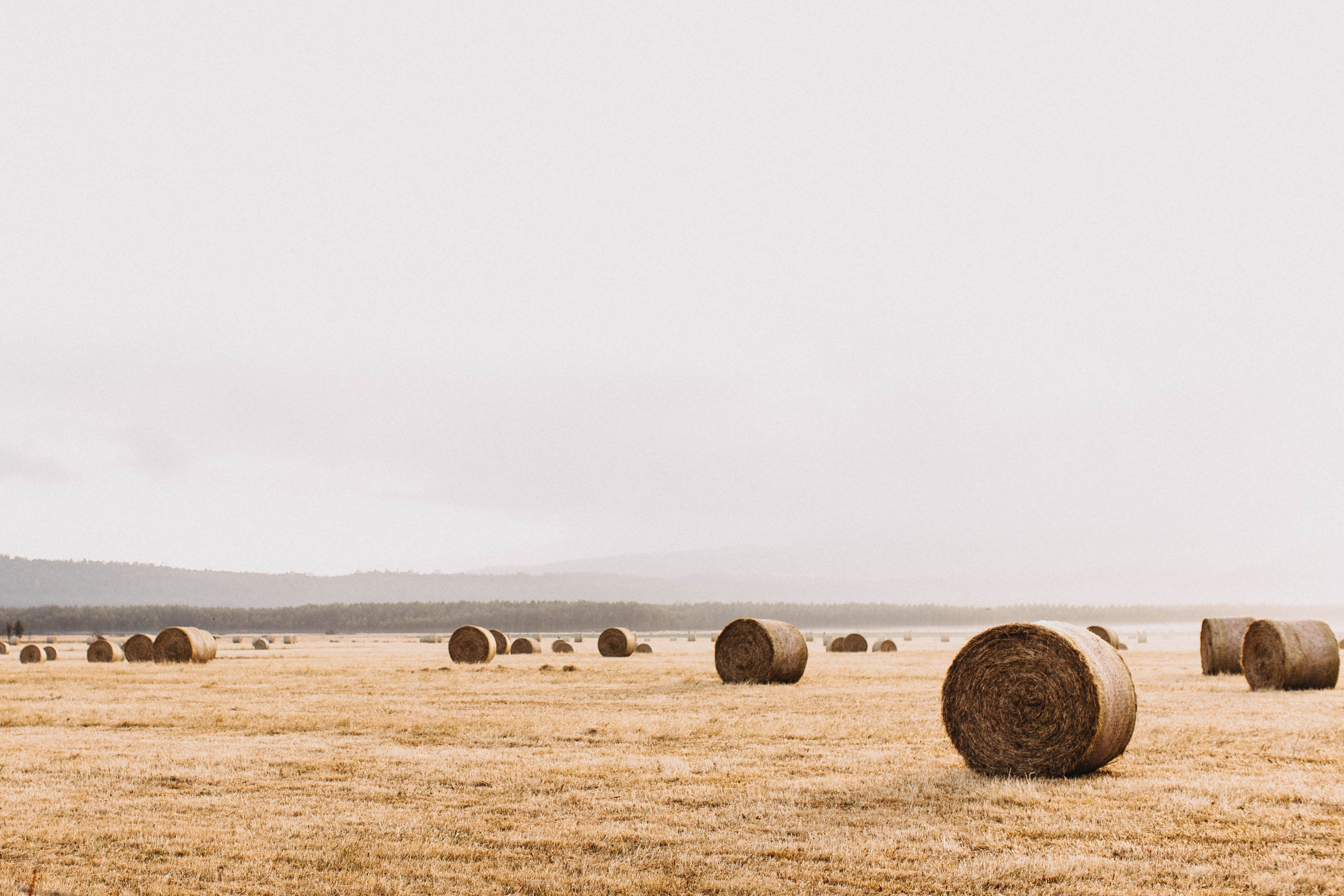 Bundles of Hay Photographic Print