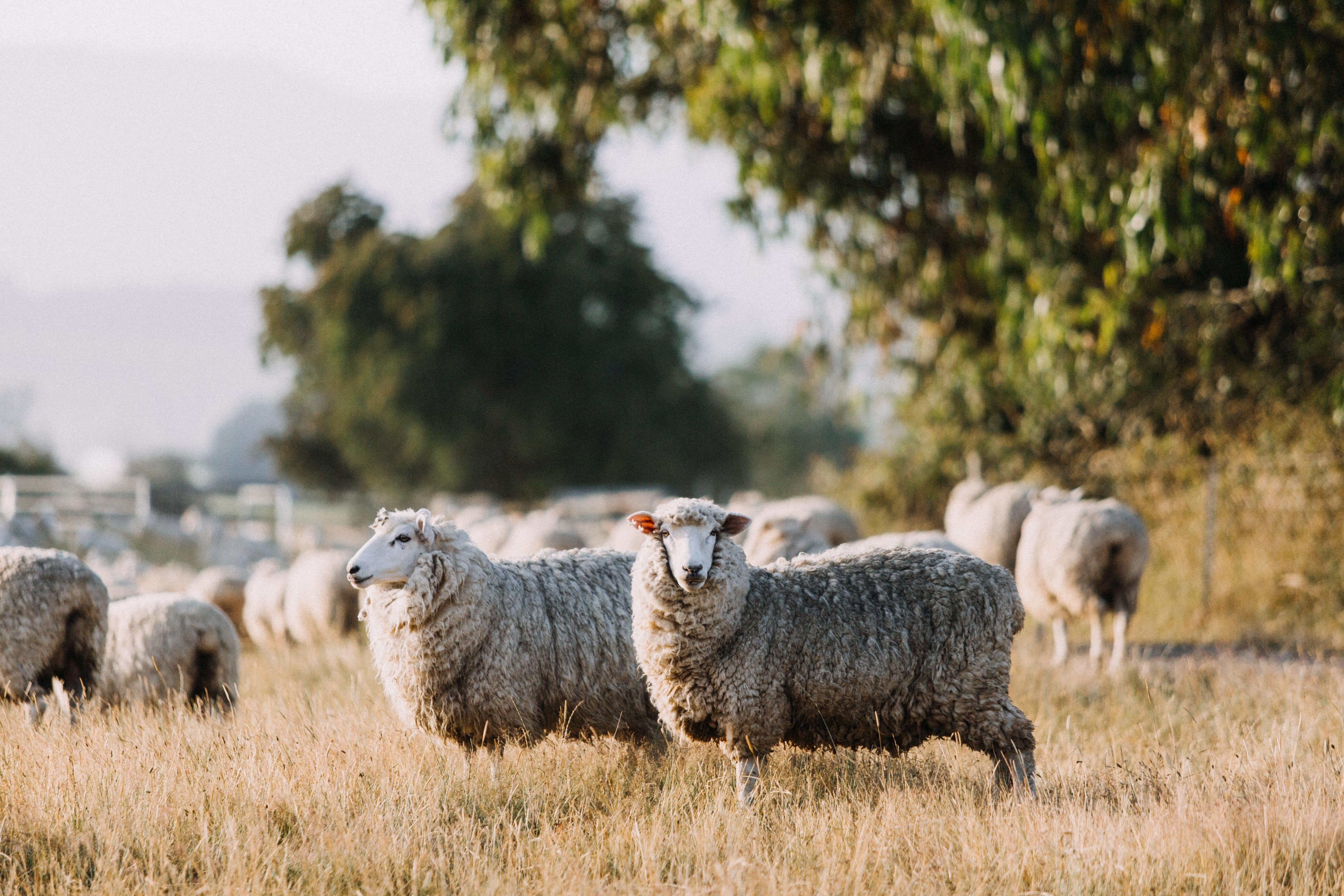 Looking at Ewe Photographic Print