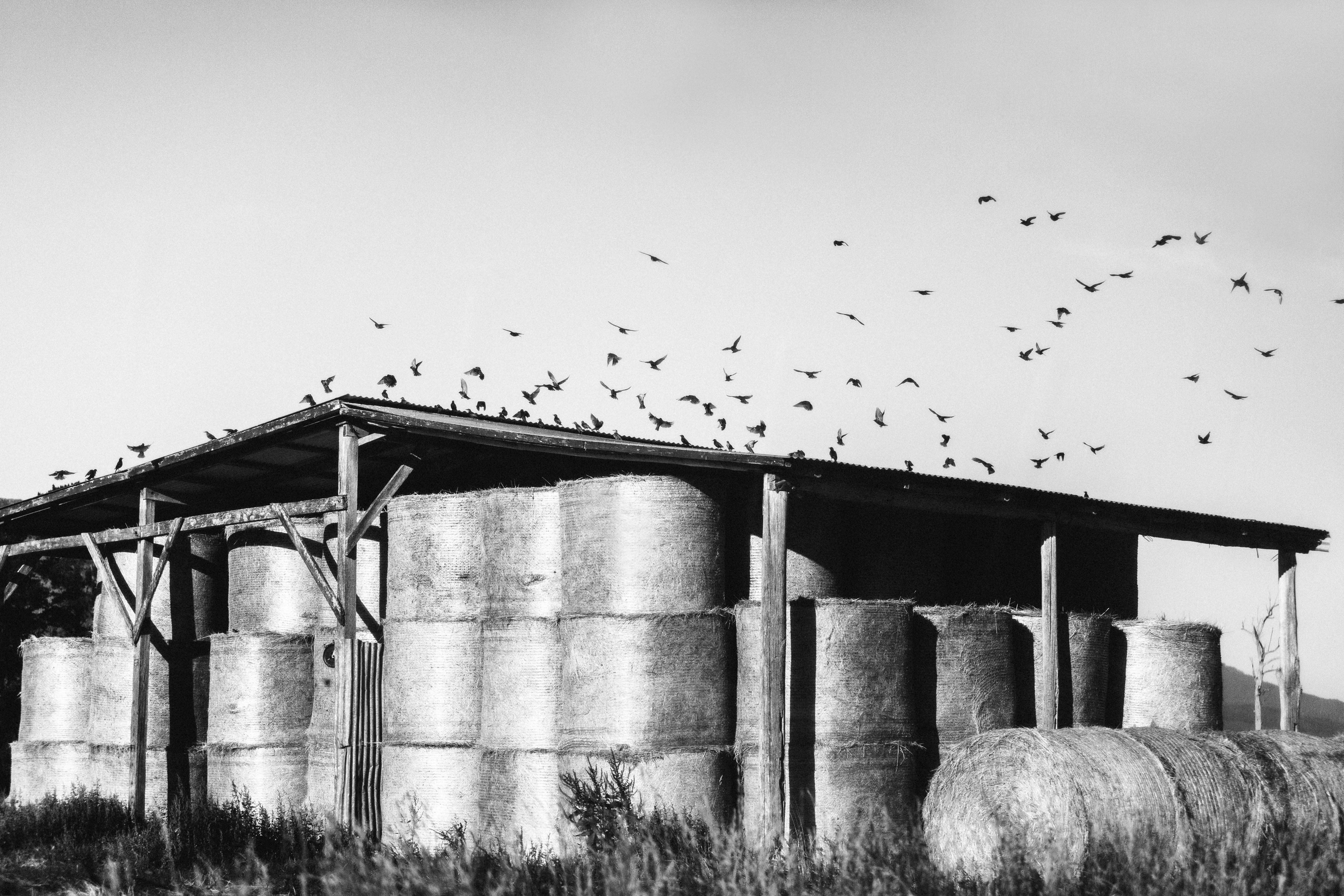 Murder on the Hay Shed Photographic Print