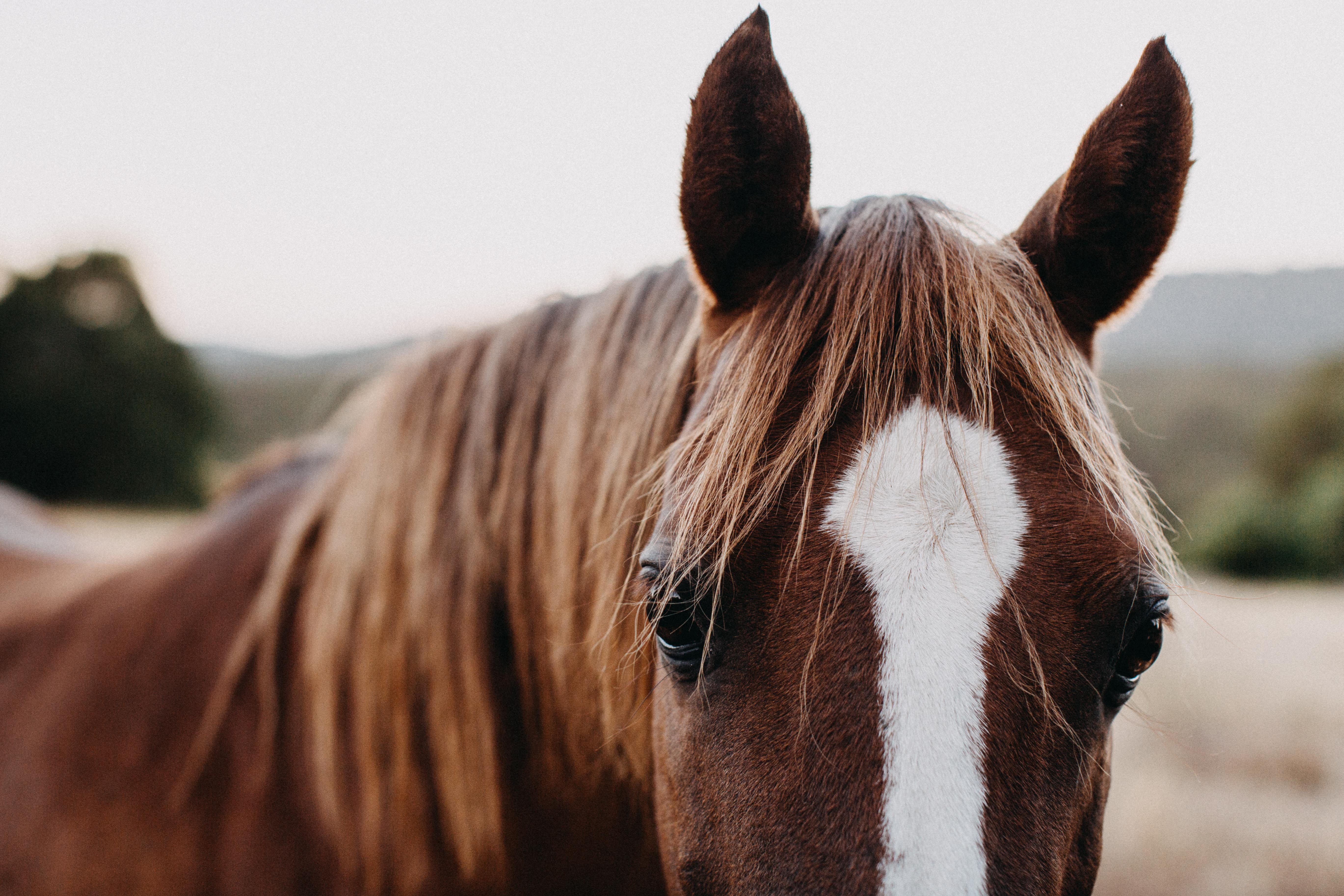 Benny the Brown Horse II Photographic Print - Emily O'Brien